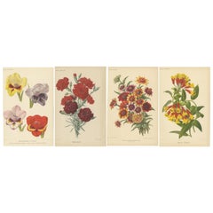 Vibrant Blooms: A Collection of Exquisite Chromolithographs from Revue Horticole