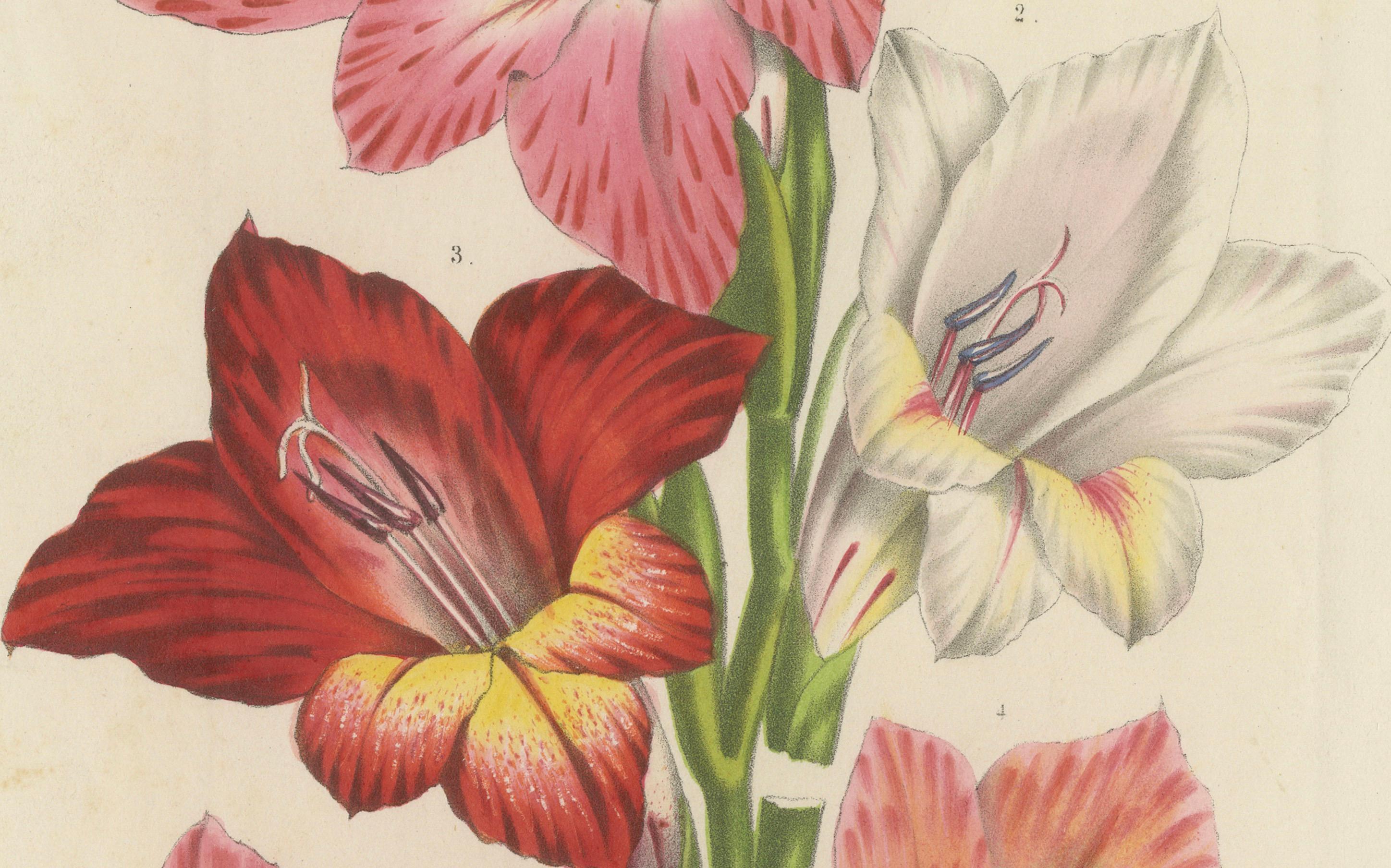 Fiori vibranti di giglio spada: Gladiolus Gandavensis Illustrazione botanica, 1855 In condizioni buone in vendita a Langweer, NL