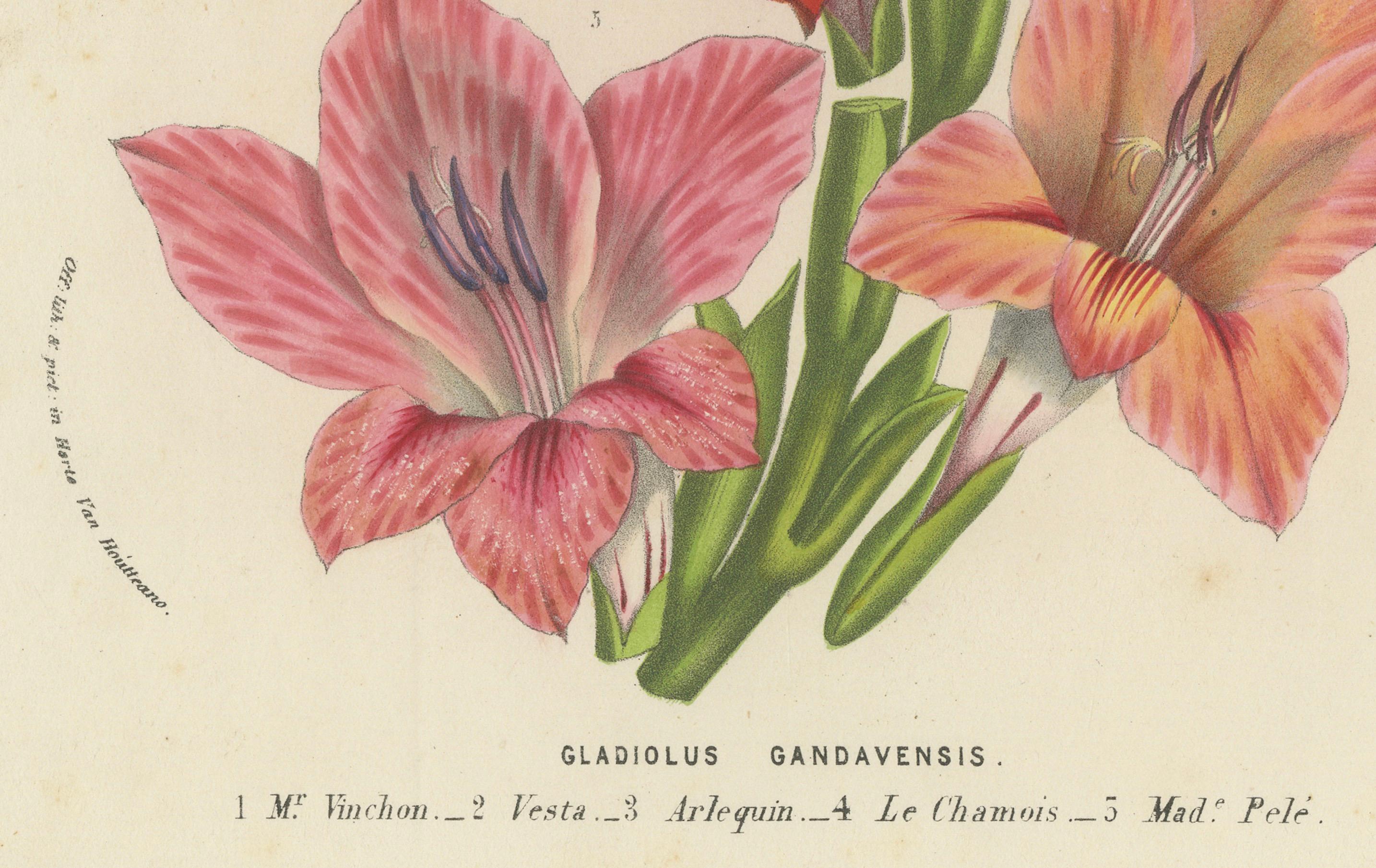 Metà XIX secolo Fiori vibranti di giglio spada: Gladiolus Gandavensis Illustrazione botanica, 1855 in vendita