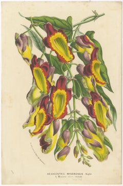 Vibrant Blossoms: Mysore Trumpetvine, Chinese Teaberry and Colombian Isoloma