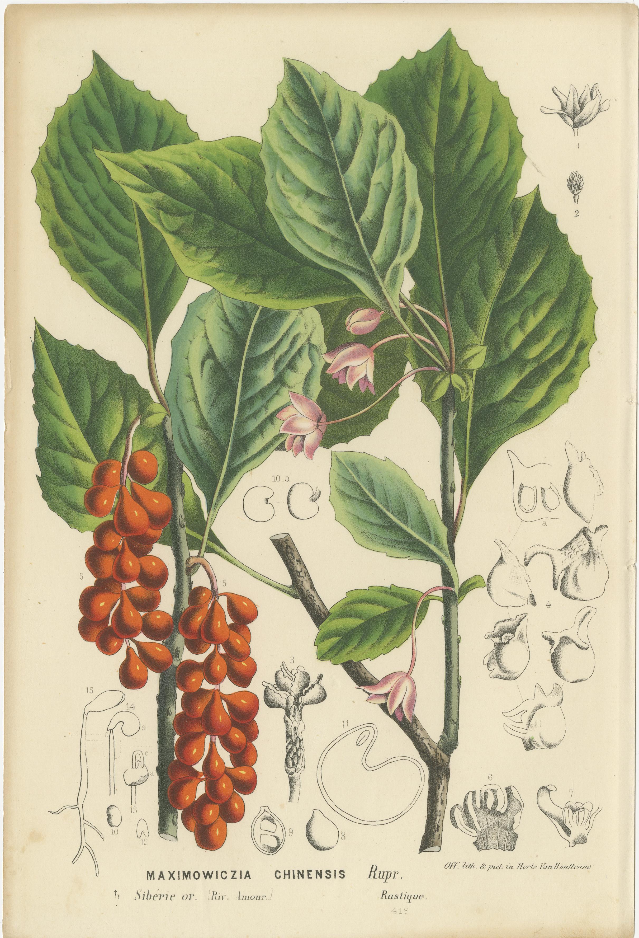 Leuchtende Blüten: Mysore Trumpetvine, chinesische Teebeere und kolumbianische Isoloma im Zustand „Gut“ im Angebot in Langweer, NL