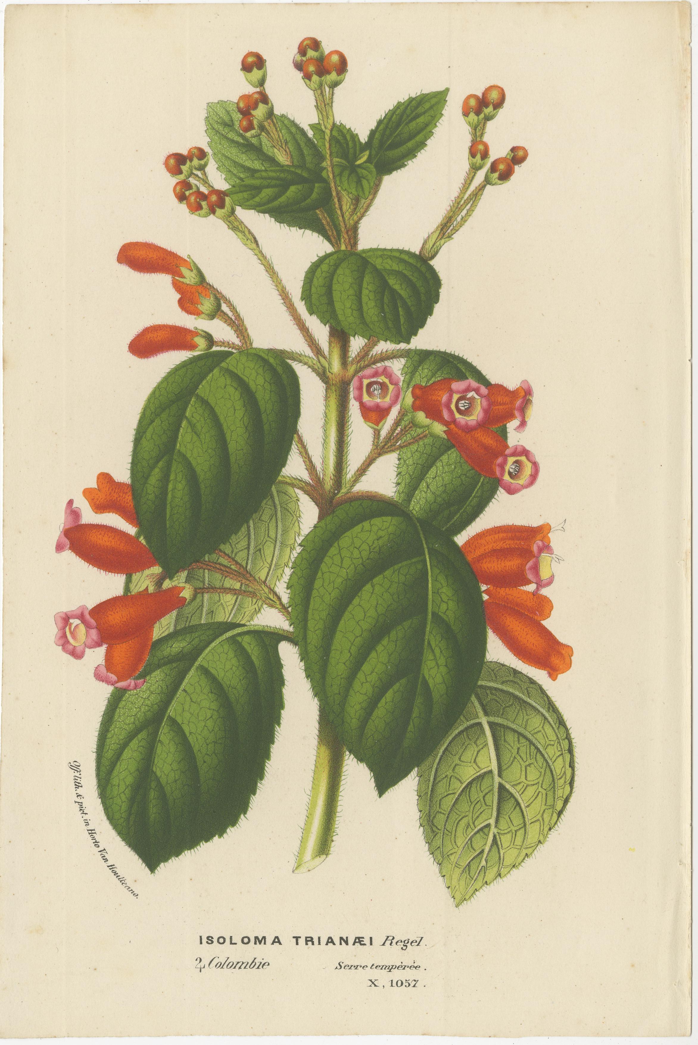 Leuchtende Blüten: Mysore Trumpetvine, chinesische Teebeere und kolumbianische Isoloma (Spätes 19. Jahrhundert) im Angebot