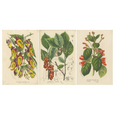 Vibrant Blossoms: Mysore Trumpetvine, Chinese Teaberry and Colombian Isoloma