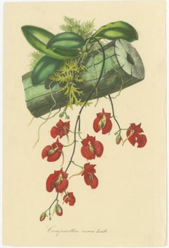 Chromolithographies botaniques vibrantes : une vitrine de fleurs exotiques, 1875