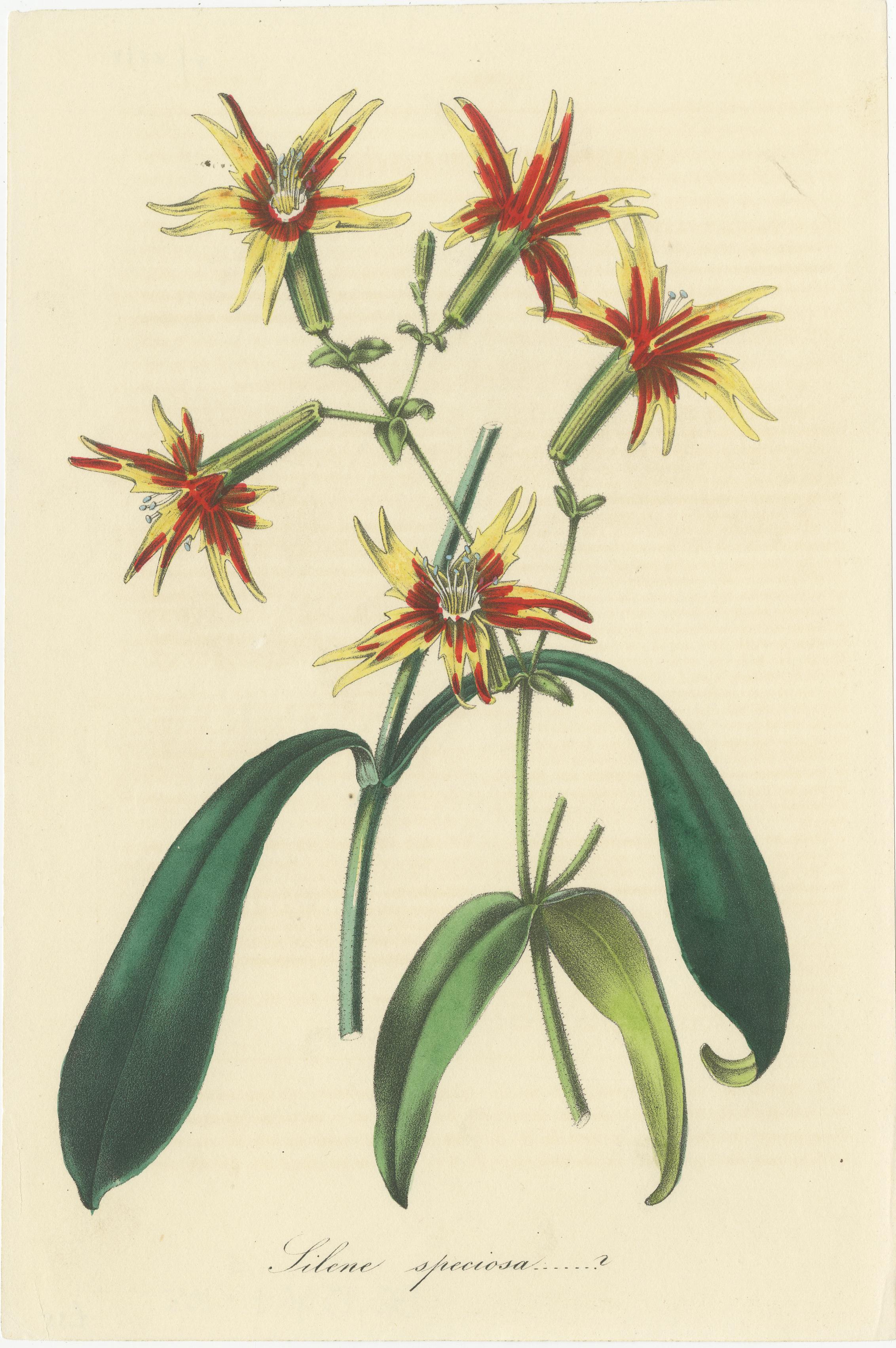 Chromolithographies botaniques vibrantes : une vitrine de fleurs exotiques, 1875 Bon état - En vente à Langweer, NL