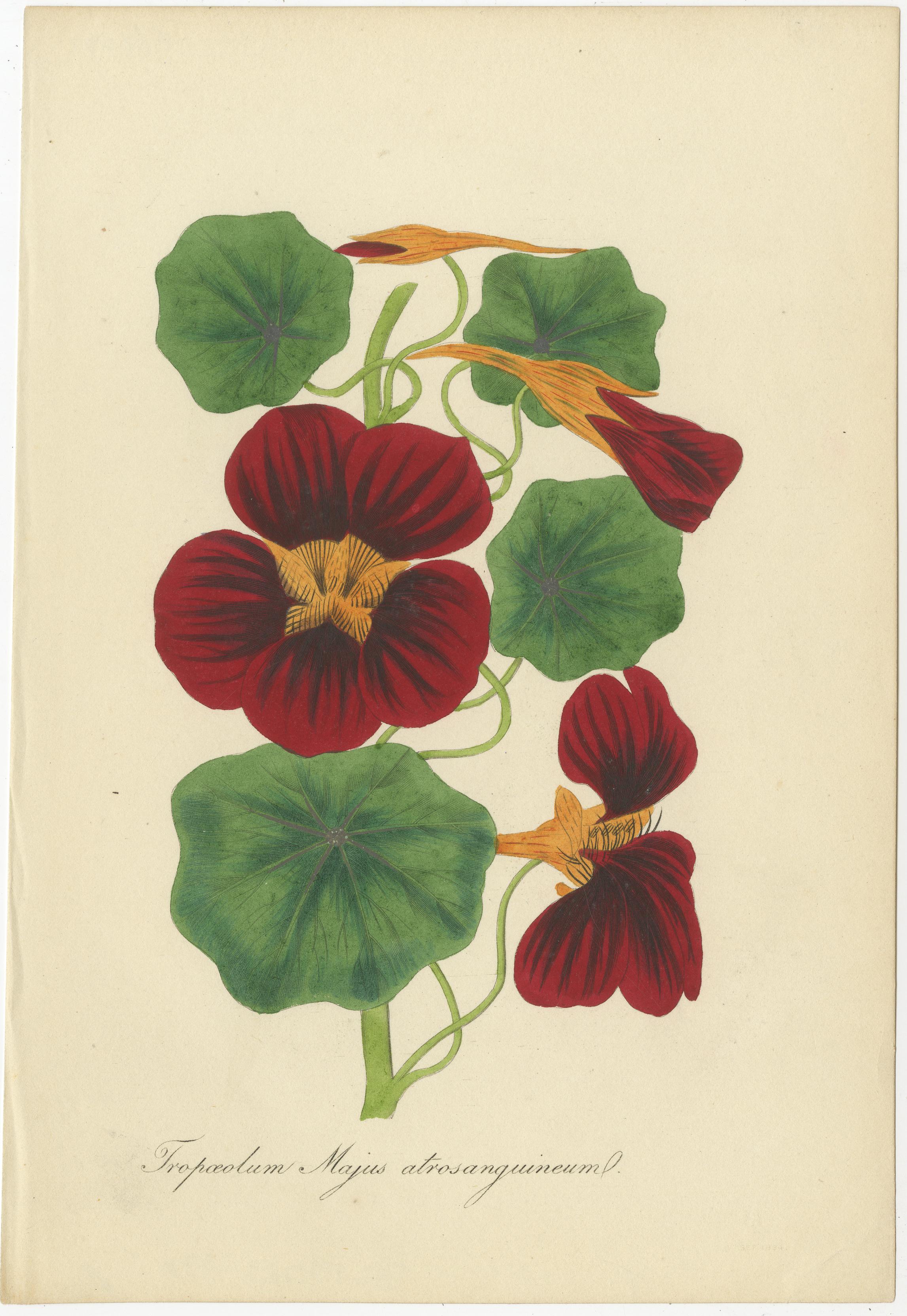 Fin du XIXe siècle Chromolithographies botaniques vibrantes : une vitrine de fleurs exotiques, 1875 en vente