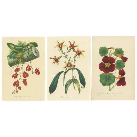 Vibrant Botanical Chromolithographs: A Showcase of Exotic Blooms, 1875