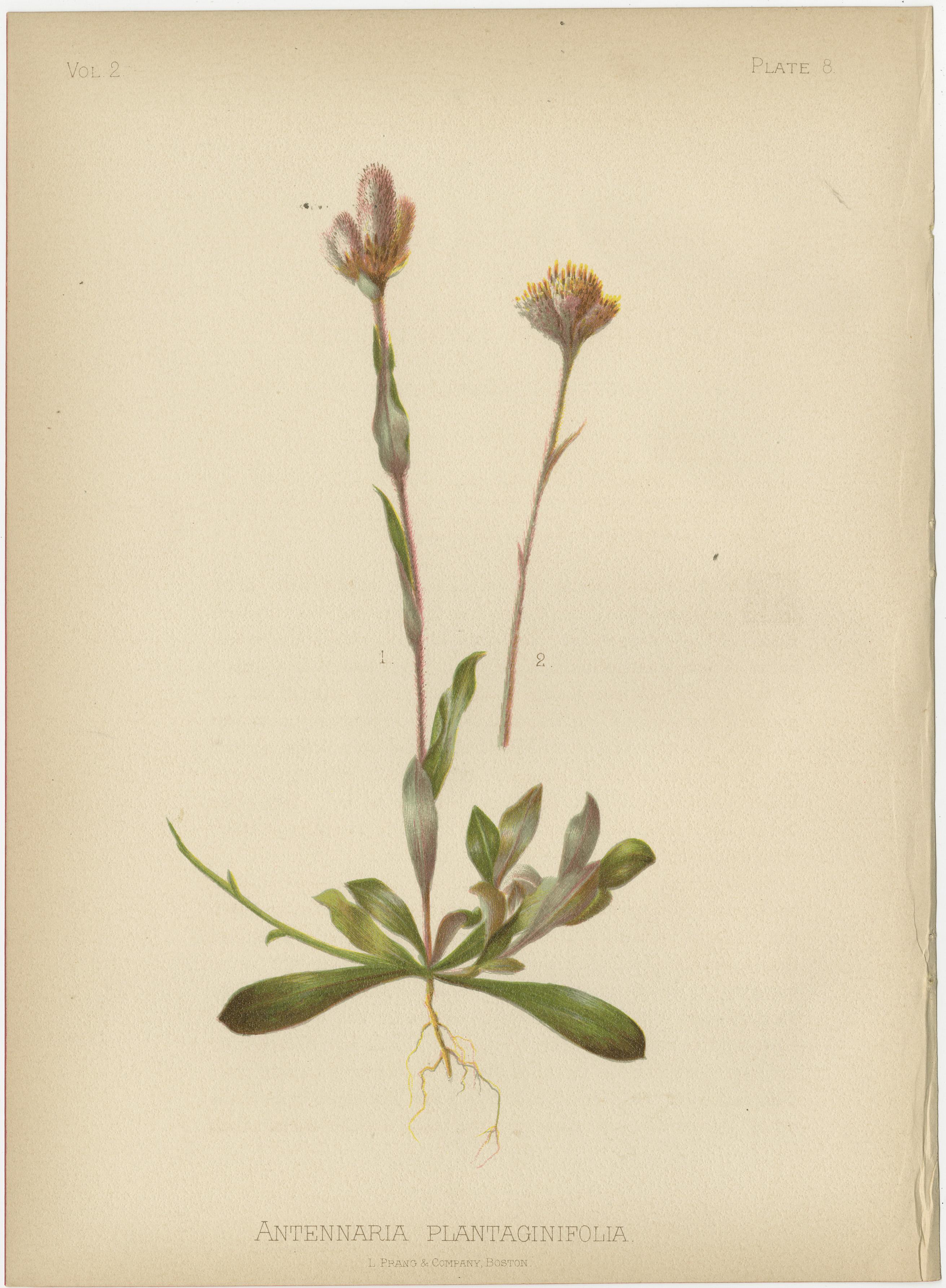 Diese vier exquisiten botanischen Illustrationen aus Thomas Meehans 1879 erschienener Publikation 