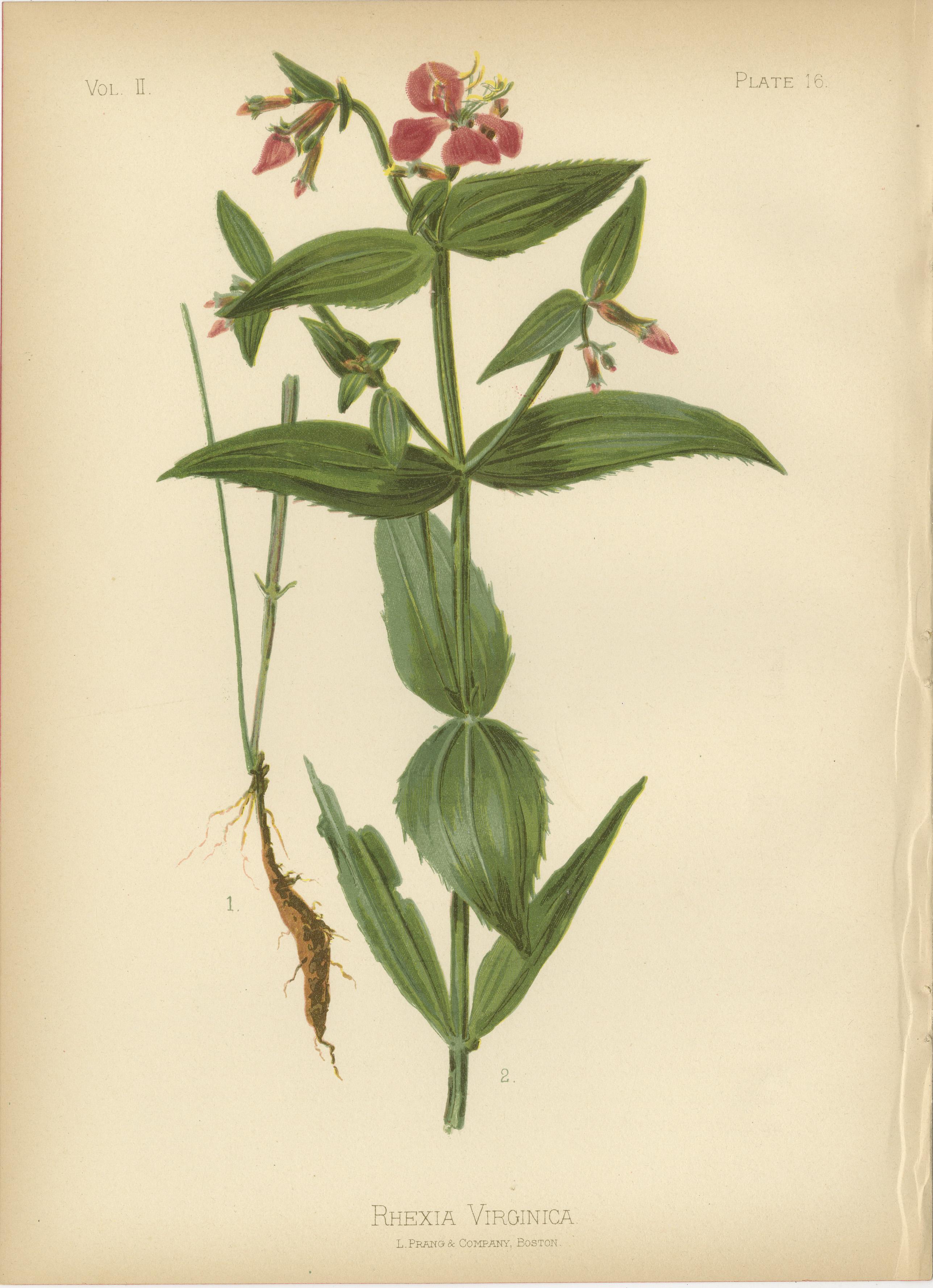 Leuchtende botanische Illustration aus dem Jahr 1879: Einheimische Blumen und Früchte der USA im Zustand „Gut“ im Angebot in Langweer, NL