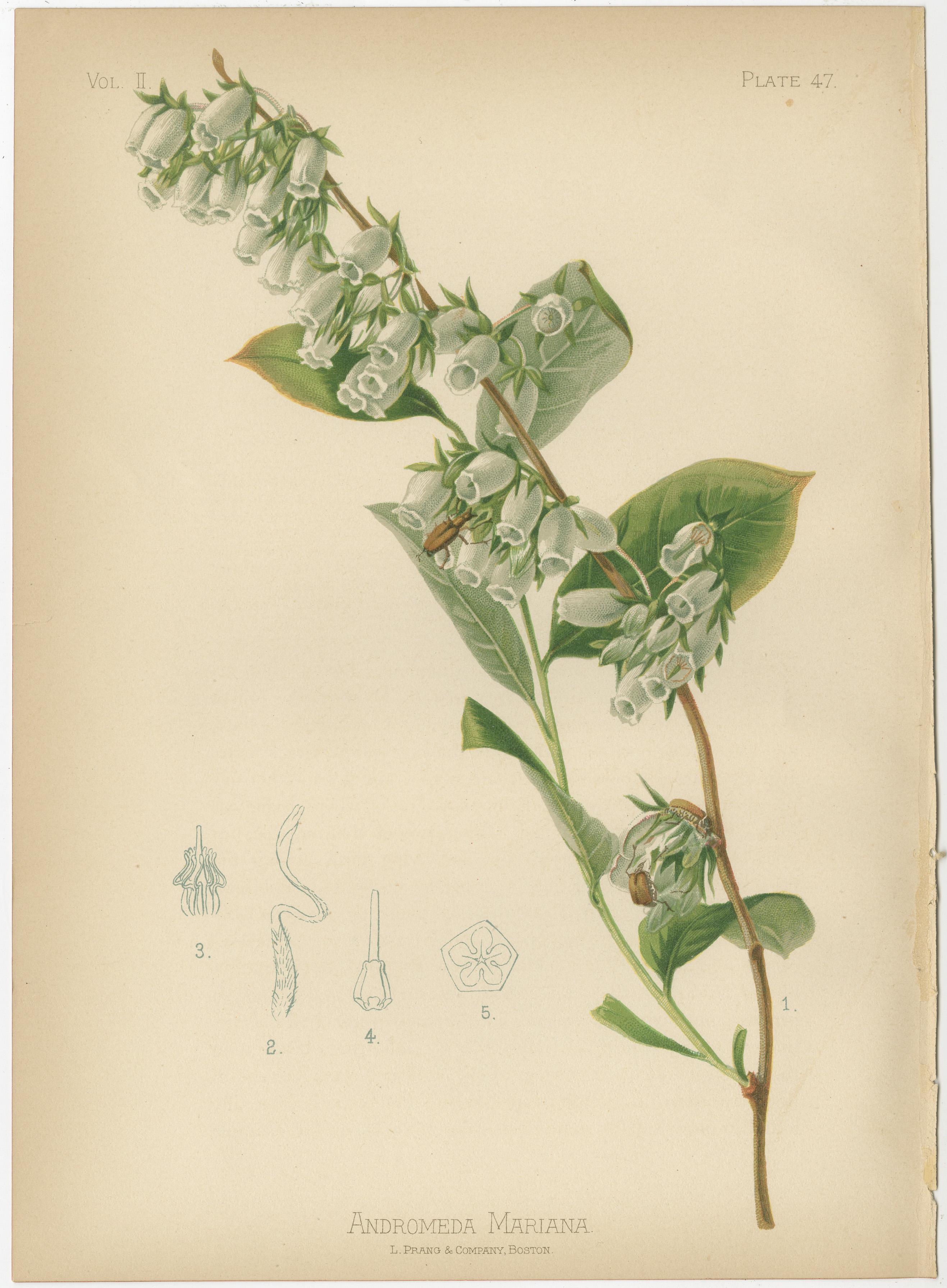 Leuchtende botanische Illustration aus dem Jahr 1879: Einheimische Blumen und Früchte der USA (Spätes 19. Jahrhundert) im Angebot