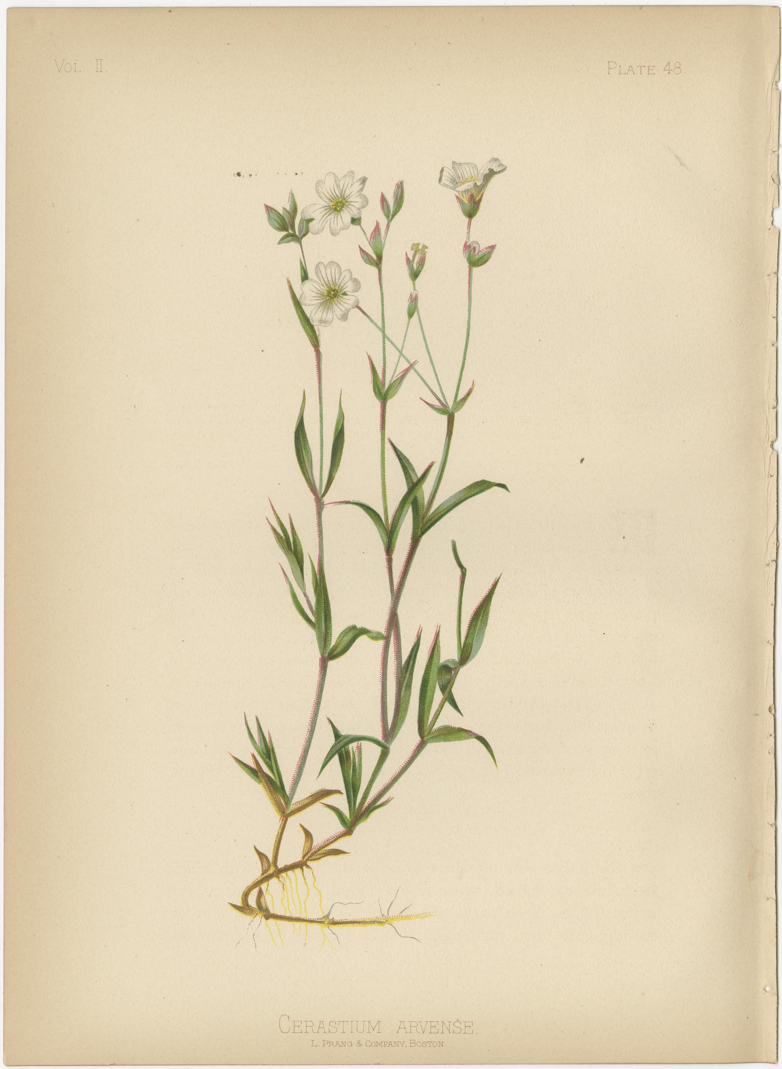 Leuchtende botanische Illustration aus dem Jahr 1879: Einheimische Blumen und Früchte der USA (Papier) im Angebot