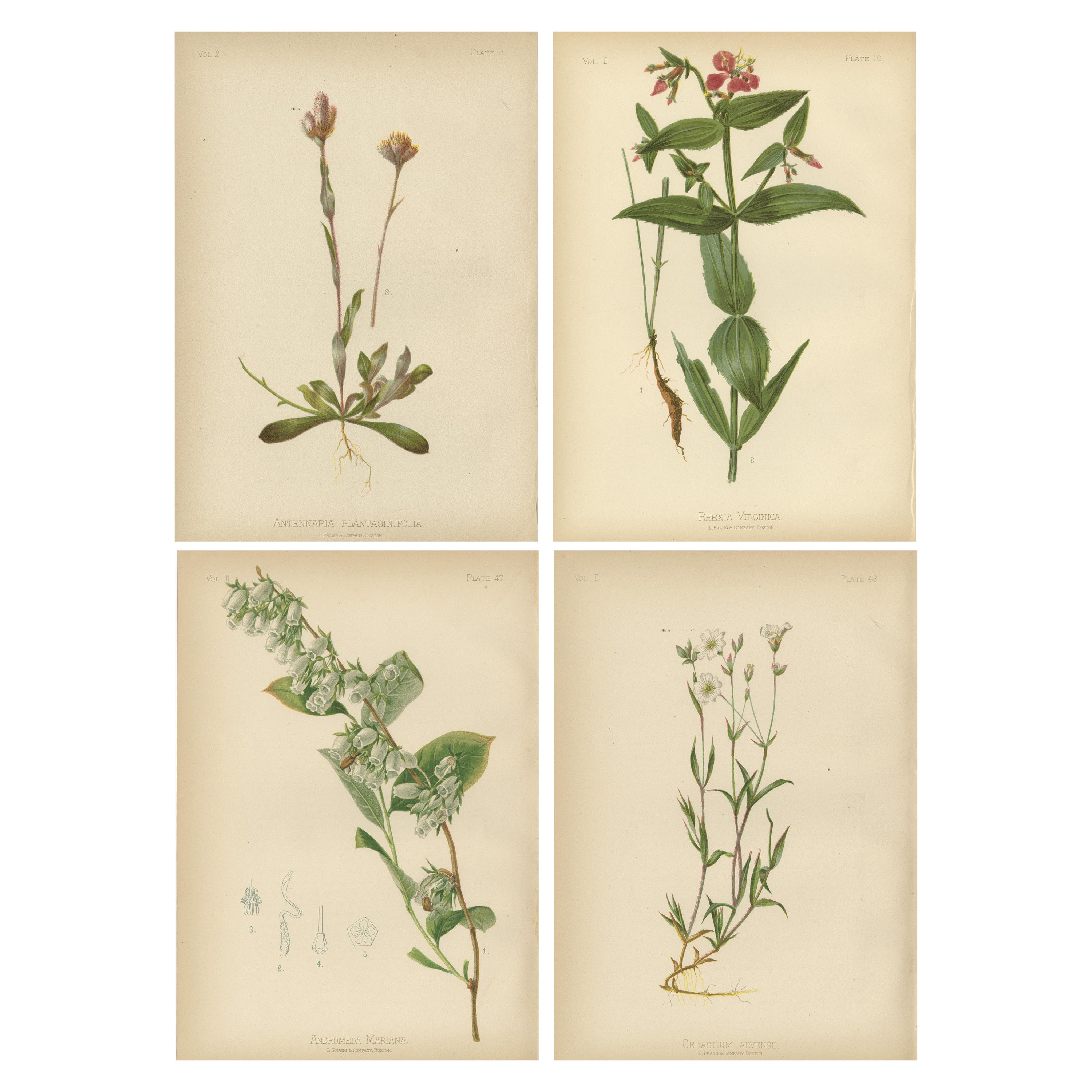 Vibrant Botanical Illustration from 1879: Native Flowers and Ferns of the USA