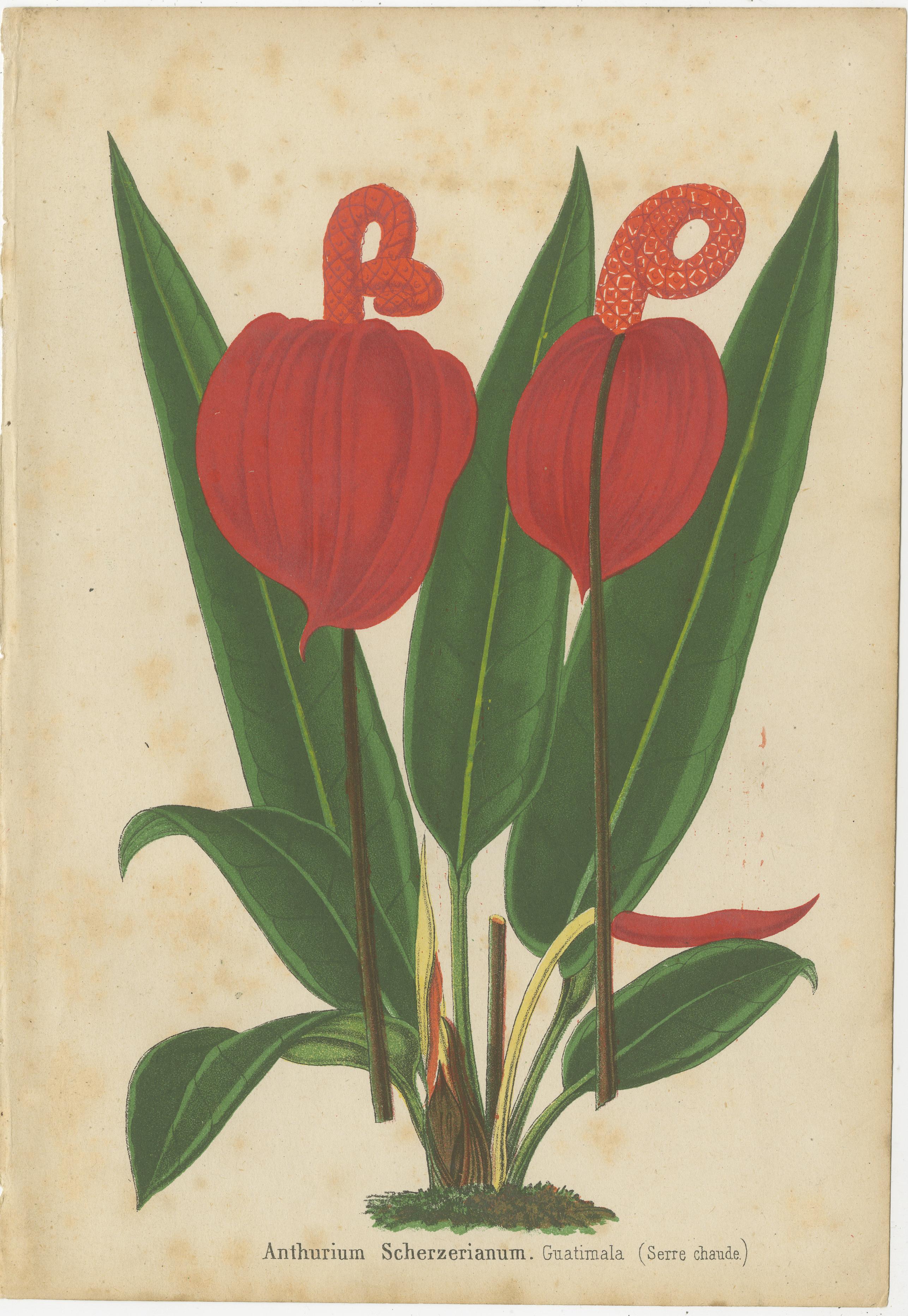 Description of the Combined Lithographs

Left Image: Anthurium Scherzerianum

This lithograph features the Anthurium Scherzerianum, commonly known as the Flamingo Flower or Laceleaf, originating from Guatemala. 

This plant is recognized for its