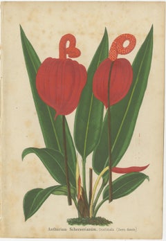 Vibrant Botanical Lithographs: Flamingo Flower and Sturt's Desert Pea, c.1855