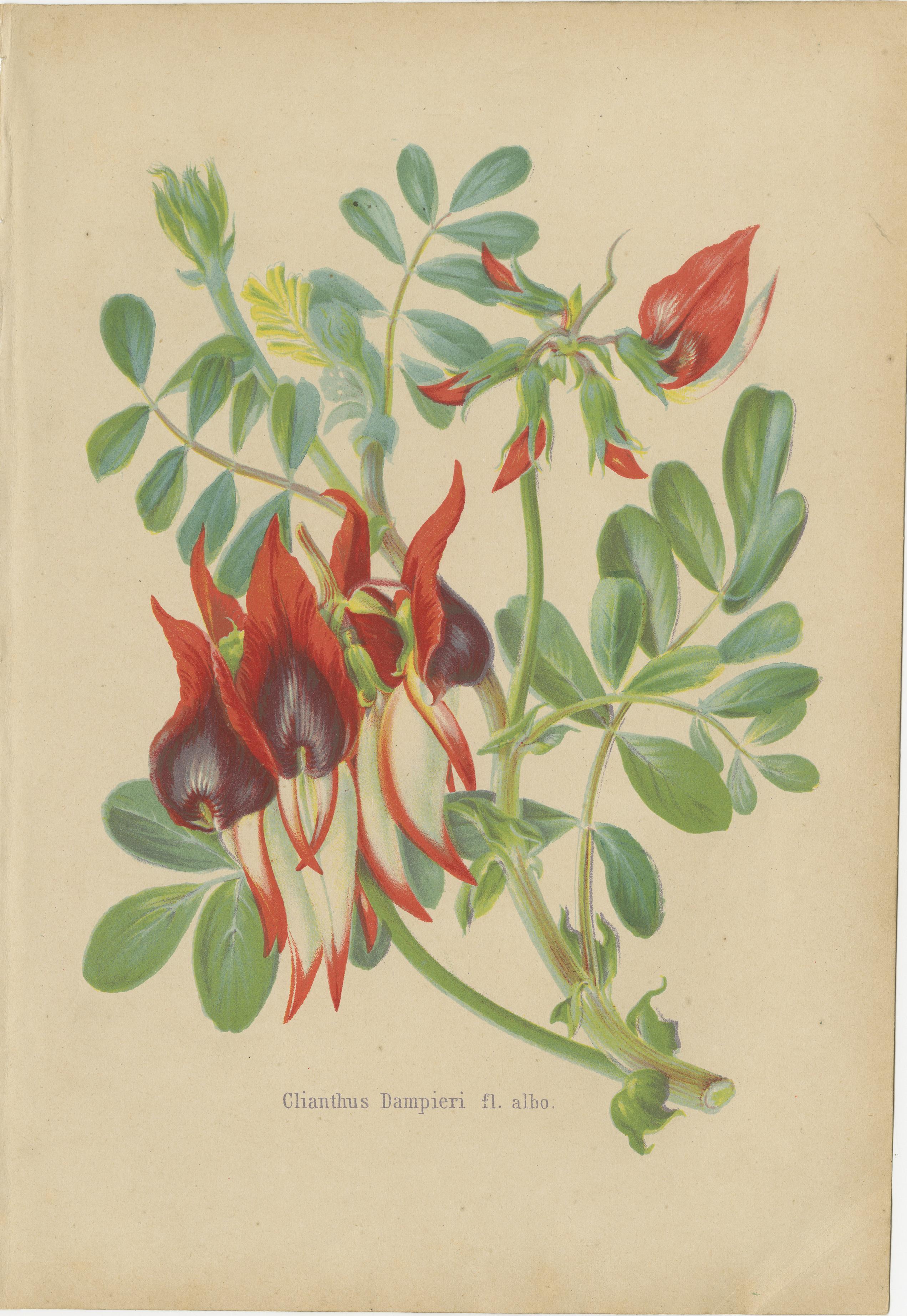 Vibrant Botanical Lithographs: Flamingo Flower and Sturt's Desert Pea, c.1855 In Fair Condition For Sale In Langweer, NL