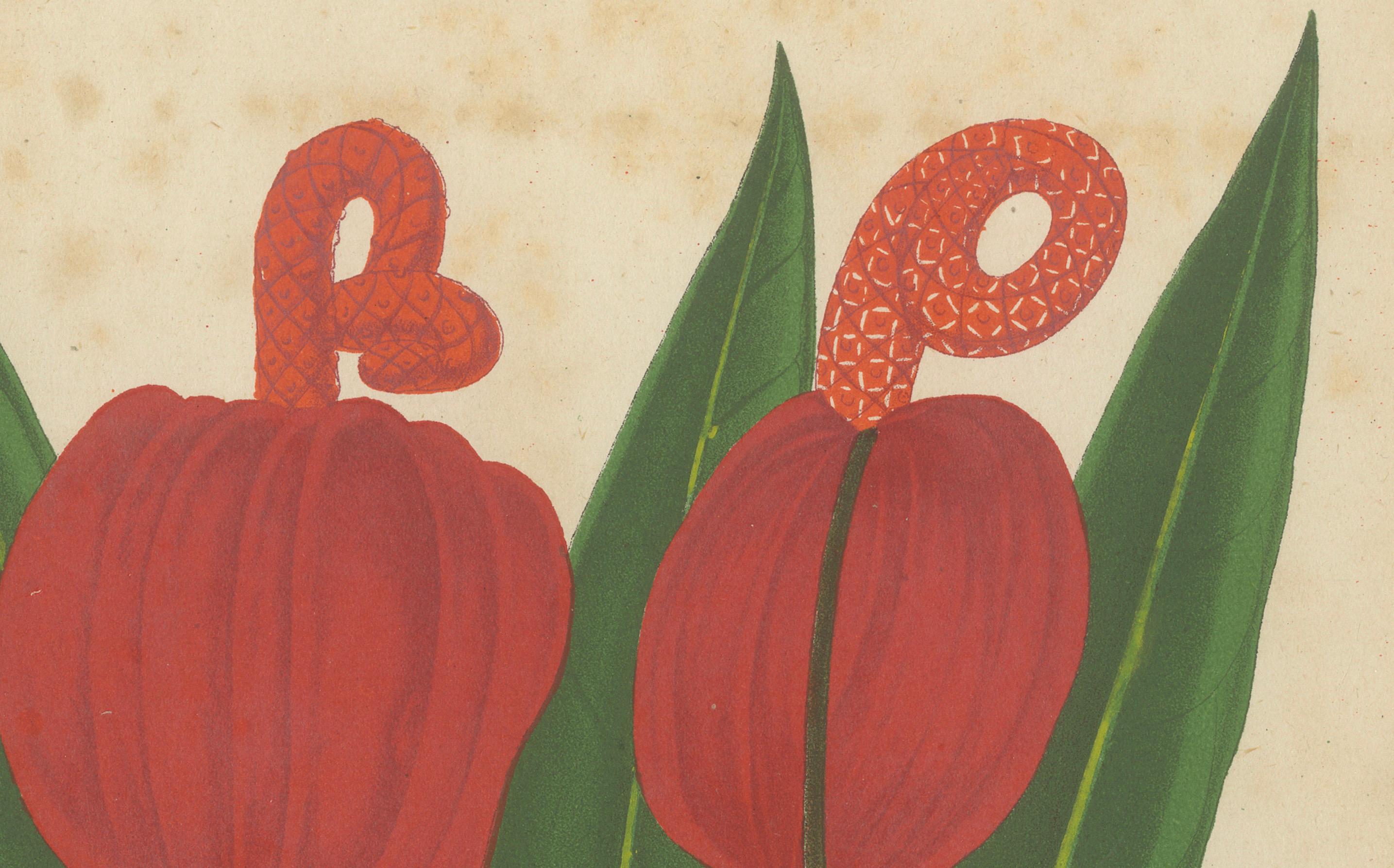 Mid-19th Century Vibrant Botanical Lithographs: Flamingo Flower and Sturt's Desert Pea, c.1855 For Sale