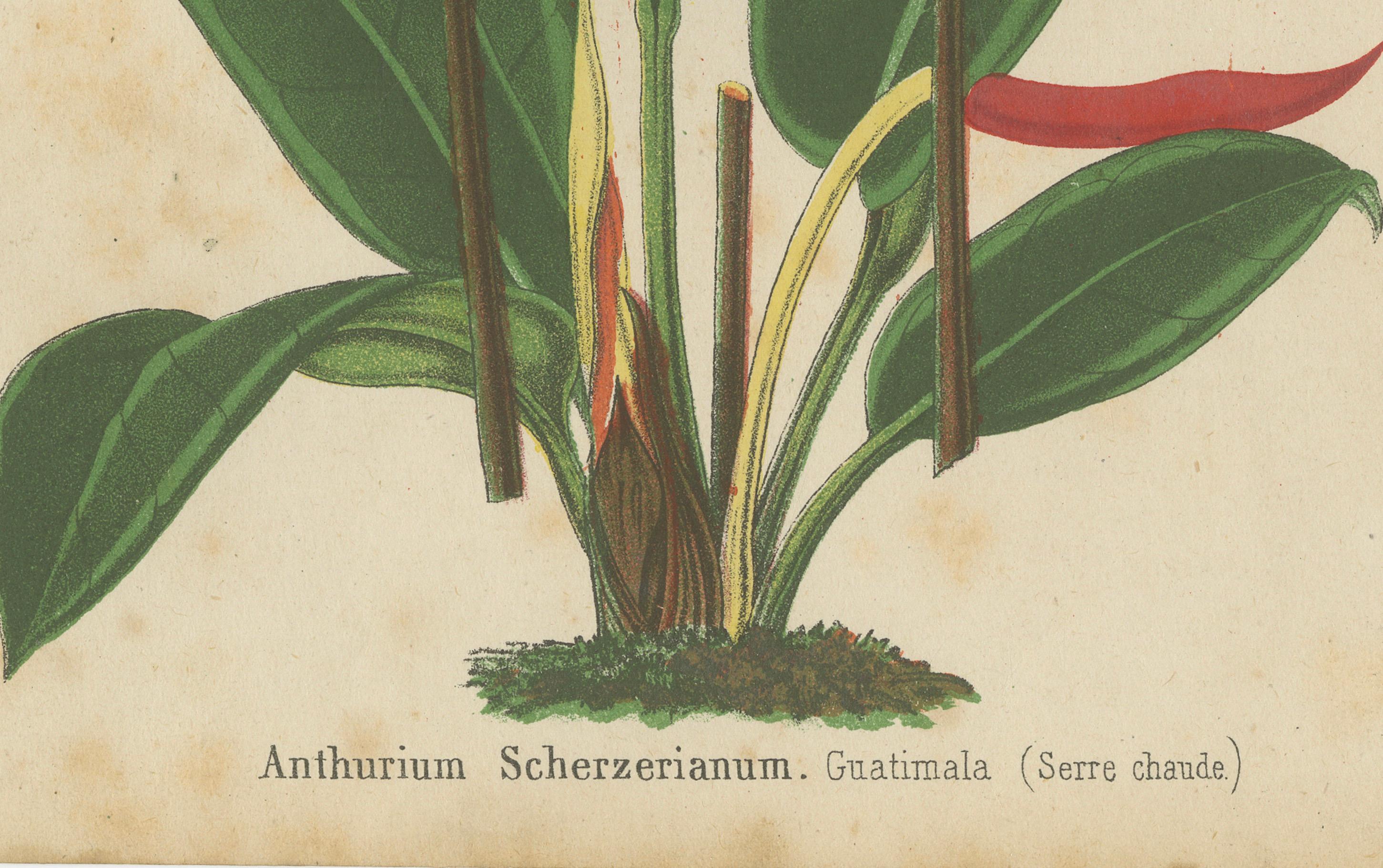 Paper Vibrant Botanical Lithographs: Flamingo Flower and Sturt's Desert Pea, c.1855 For Sale