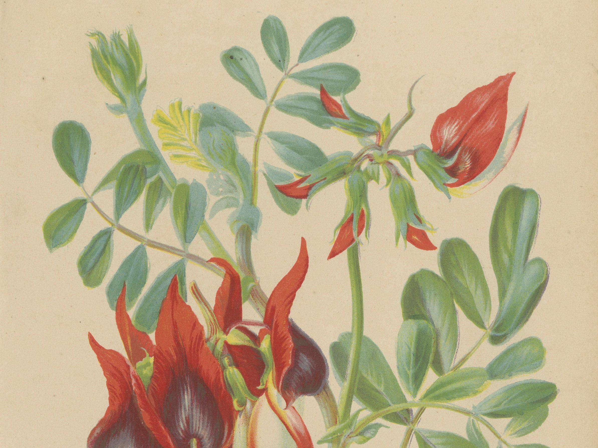 Vibrant Botanical Lithographs: Flamingo Flower and Sturt's Desert Pea, c.1855 For Sale 1