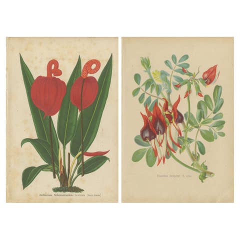Vibrant Botanical Lithographs: Flamingo Flower and Sturt's Desert Pea, c.1855