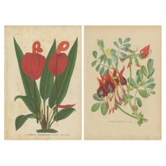 Lithographies botaniques éclatantes : Fleur de flamant rose et pois du désert de Sturt, c.I.C.