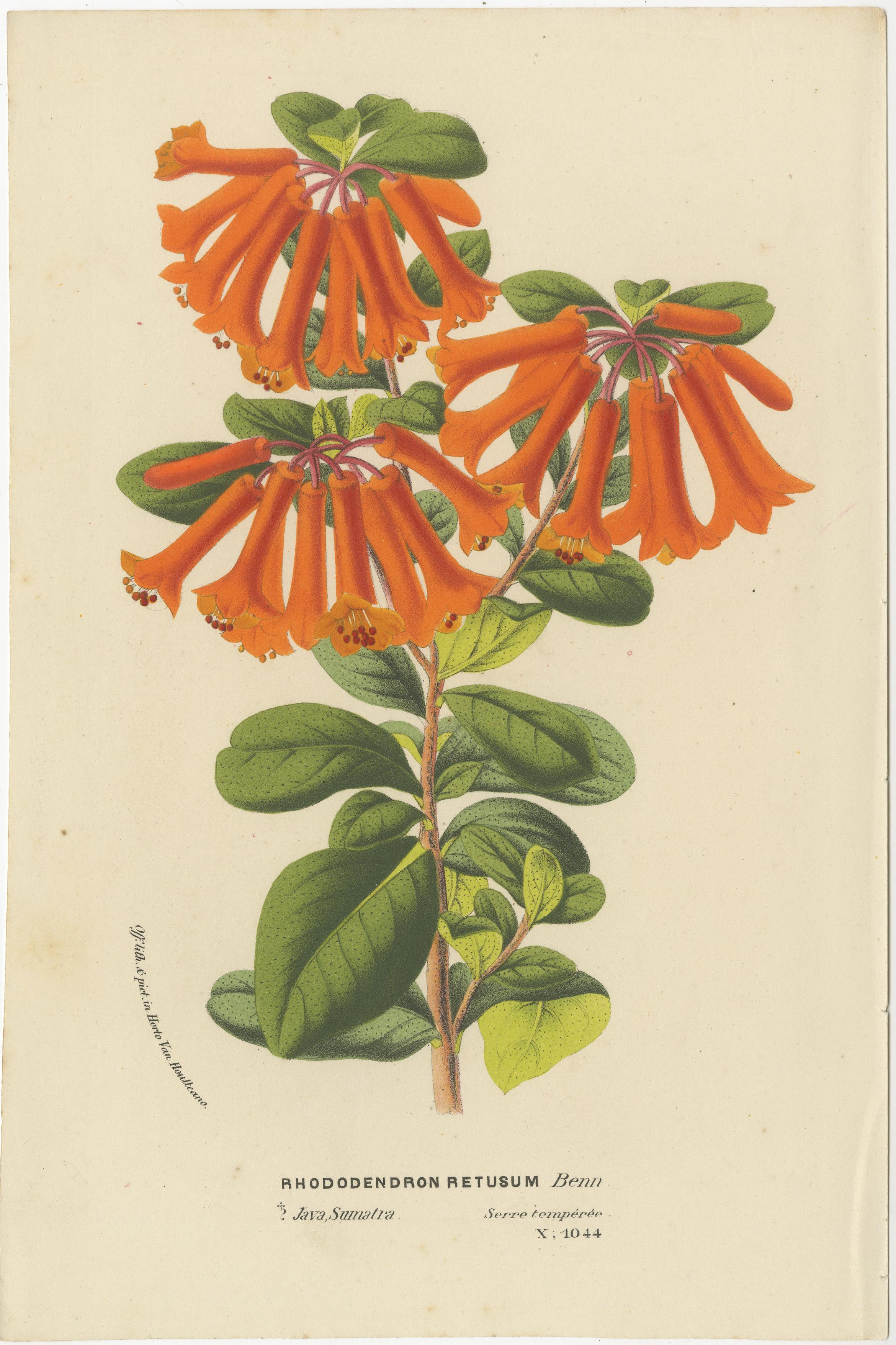 Diese mit Präzision und reicher Farbgebung ausgeführten Illustrationen sind schöne Beispiele für die Chromolithografie, eine im 19. Jahrhundert beliebte Technik zur Herstellung lebendiger, mehrfarbiger Bilder. Hier finden Sie eine ausführliche