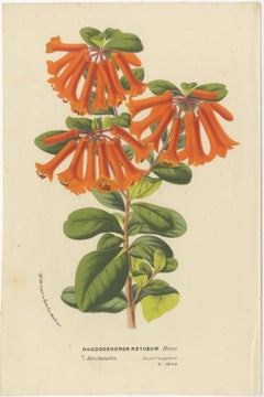 Vibrant Botanical Portraits: Exquisite Plant Illustrations from the 19th Century