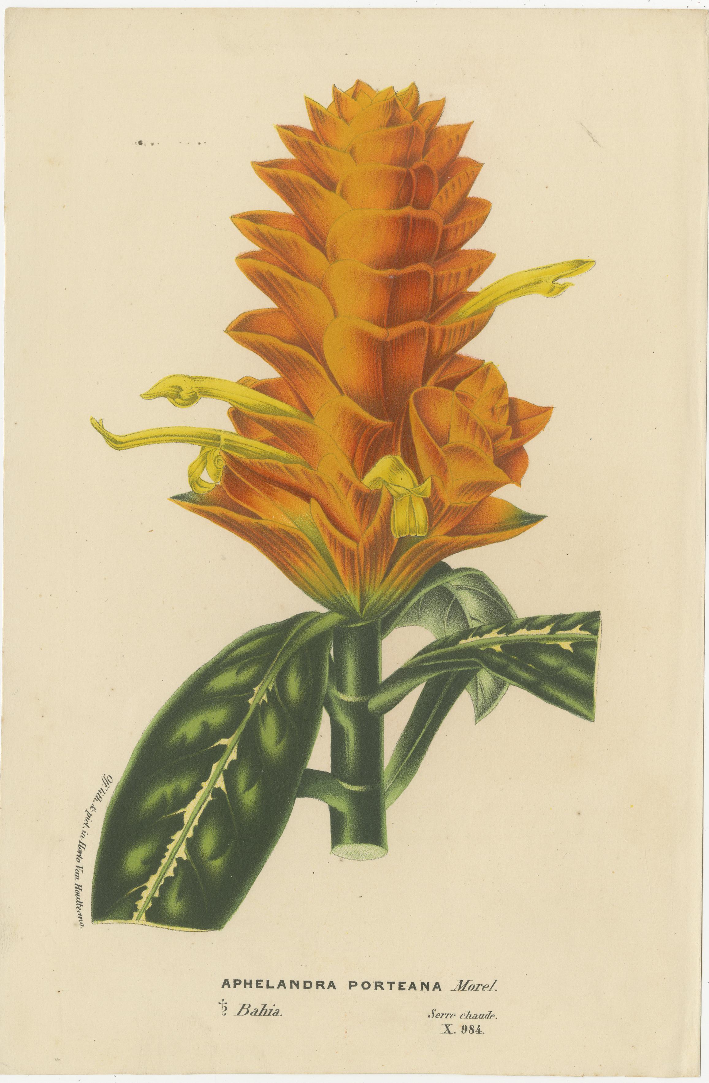 Lebhafte botanische Porträts: Exquisite Pflanzenillustrationen aus dem 19. Jahrhundert im Zustand „Gut“ im Angebot in Langweer, NL