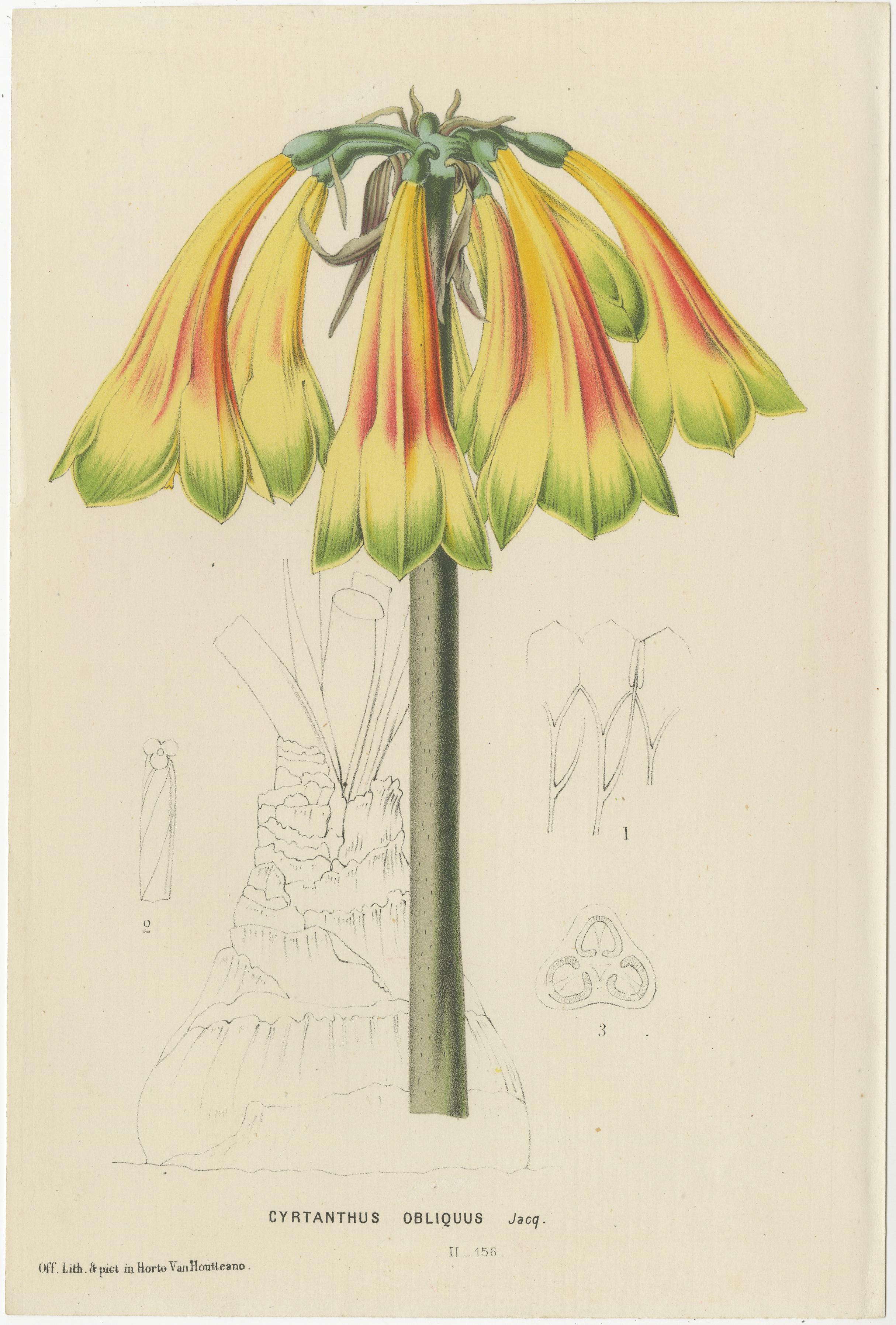 Lebhafte botanische Porträts: Exquisite Pflanzenillustrationen aus dem 19. Jahrhundert (Spätes 19. Jahrhundert) im Angebot