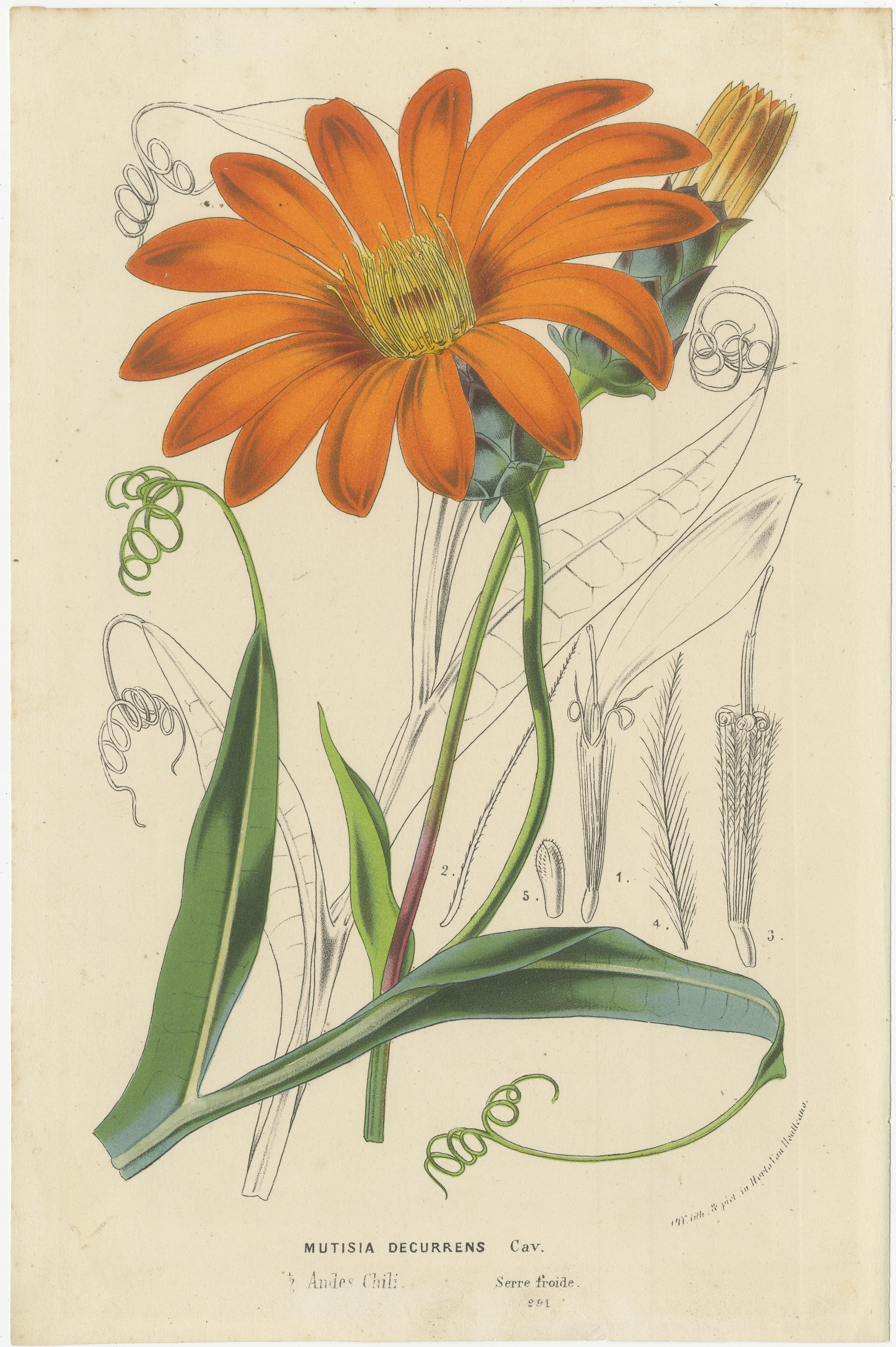 Lebhafte botanische Porträts: Exquisite Pflanzenillustrationen aus dem 19. Jahrhundert (Papier) im Angebot