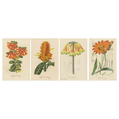 Vibrant Botanical Portraits: Exquisite Plant Illustrations from the 19th Century