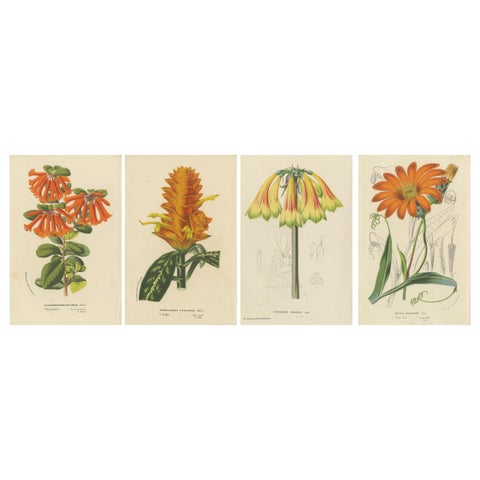 Vibrant Botanical Portraits: Exquisite Plant Illustrations from the 19th Century