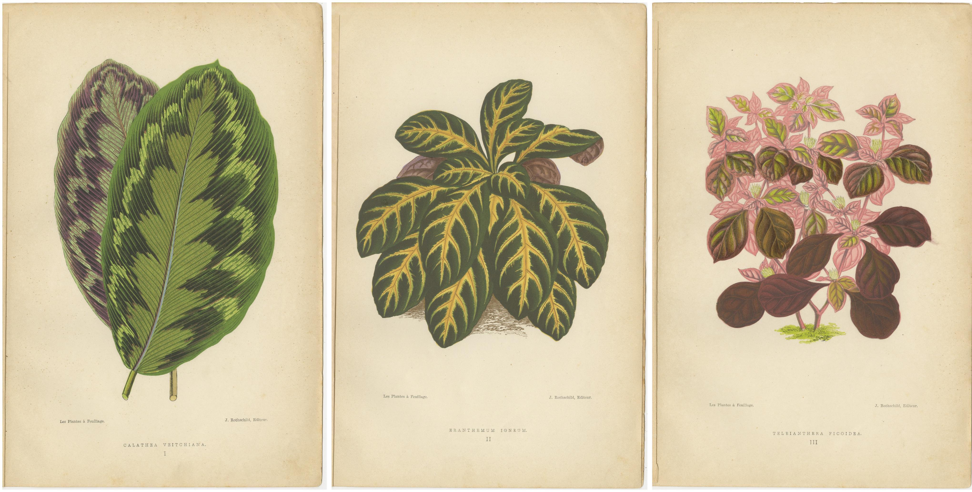 These are beautifully detailed botanical illustrations from the second volume of 