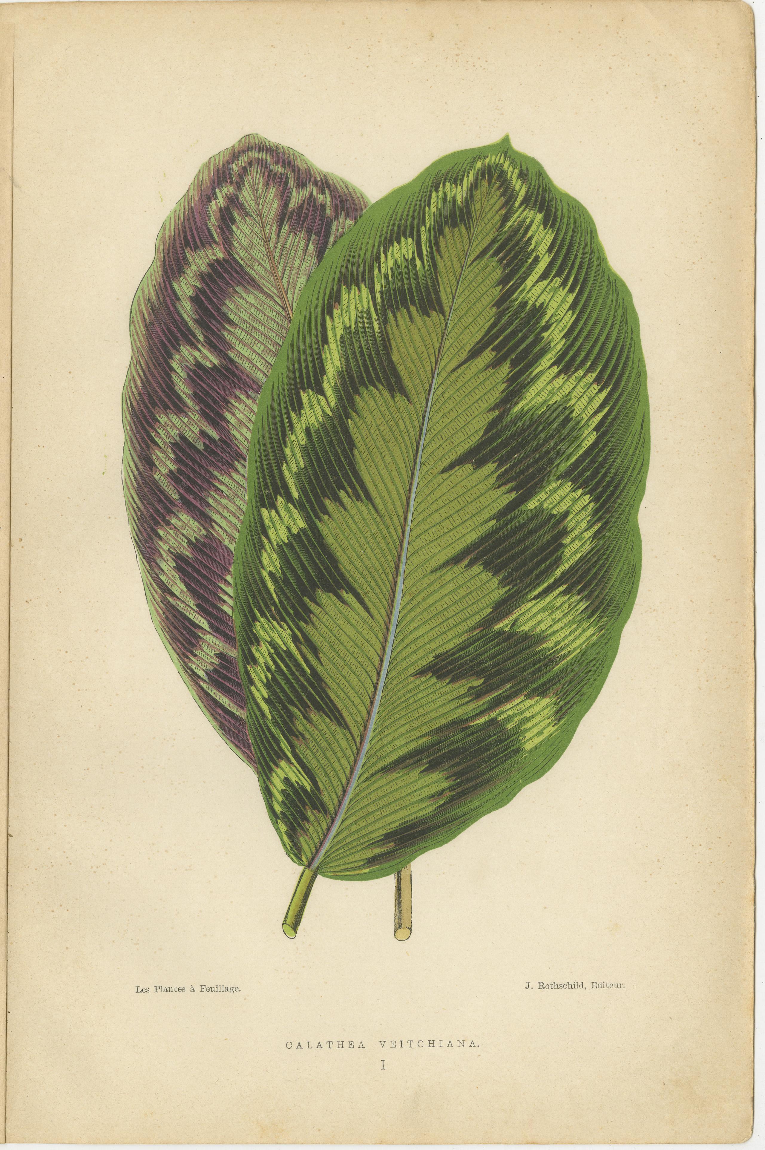 Vibrant Botanicals: A Study of Leaf Patterns and Colors, Published in 1880 In Good Condition For Sale In Langweer, NL