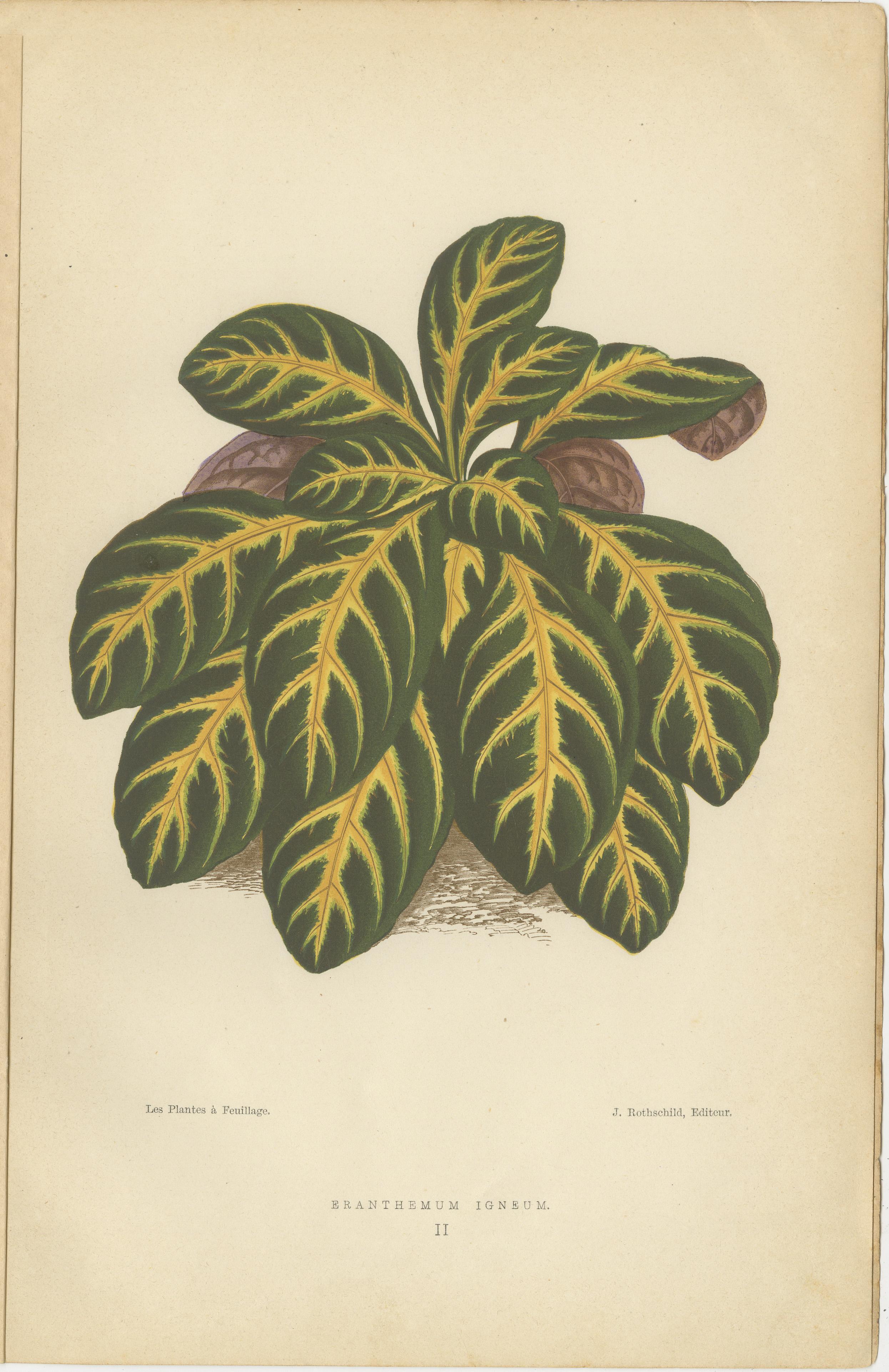 Late 19th Century Vibrant Botanicals: A Study of Leaf Patterns and Colors, Published in 1880 For Sale