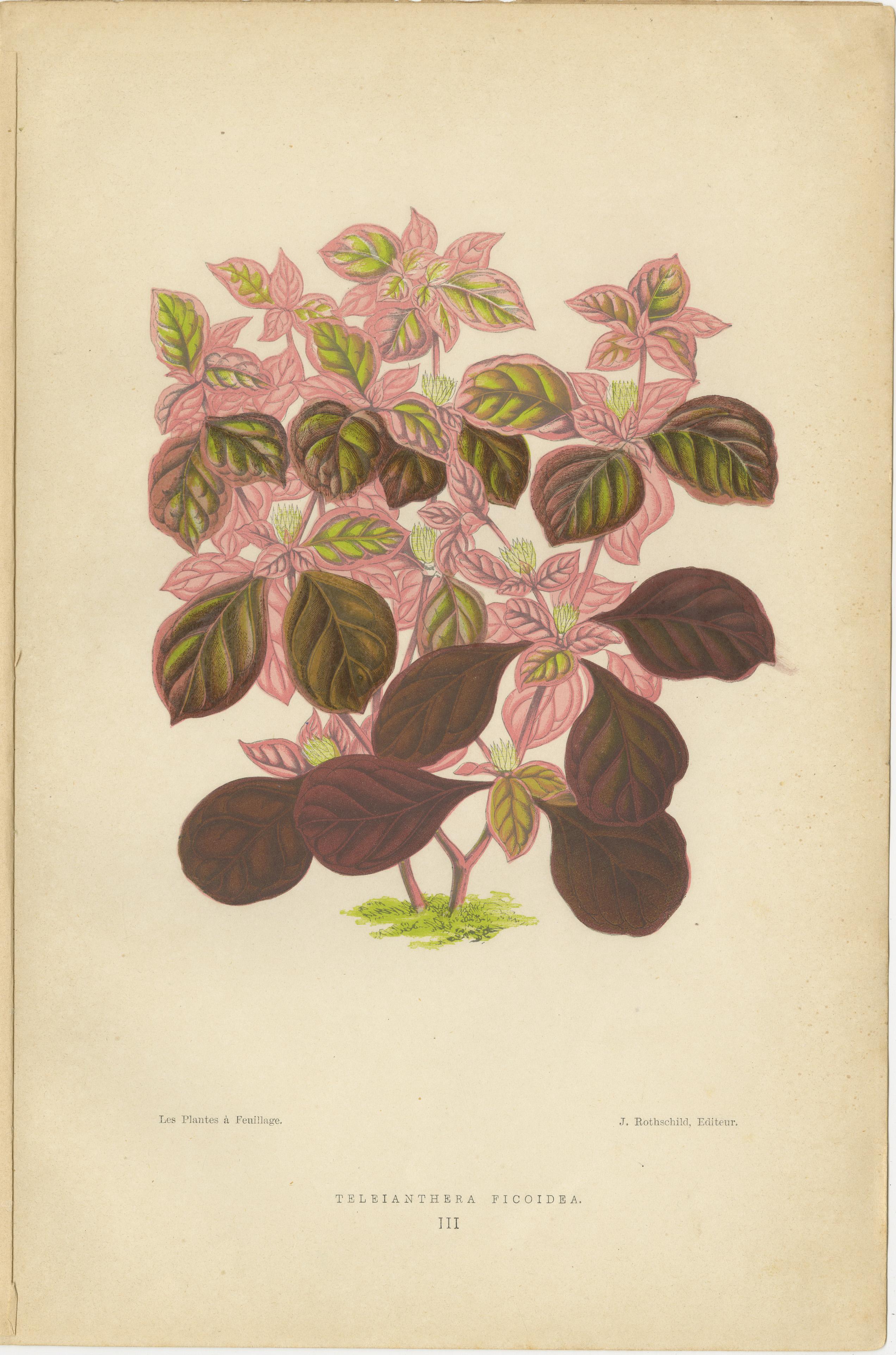 Paper Vibrant Botanicals: A Study of Leaf Patterns and Colors, Published in 1880 For Sale