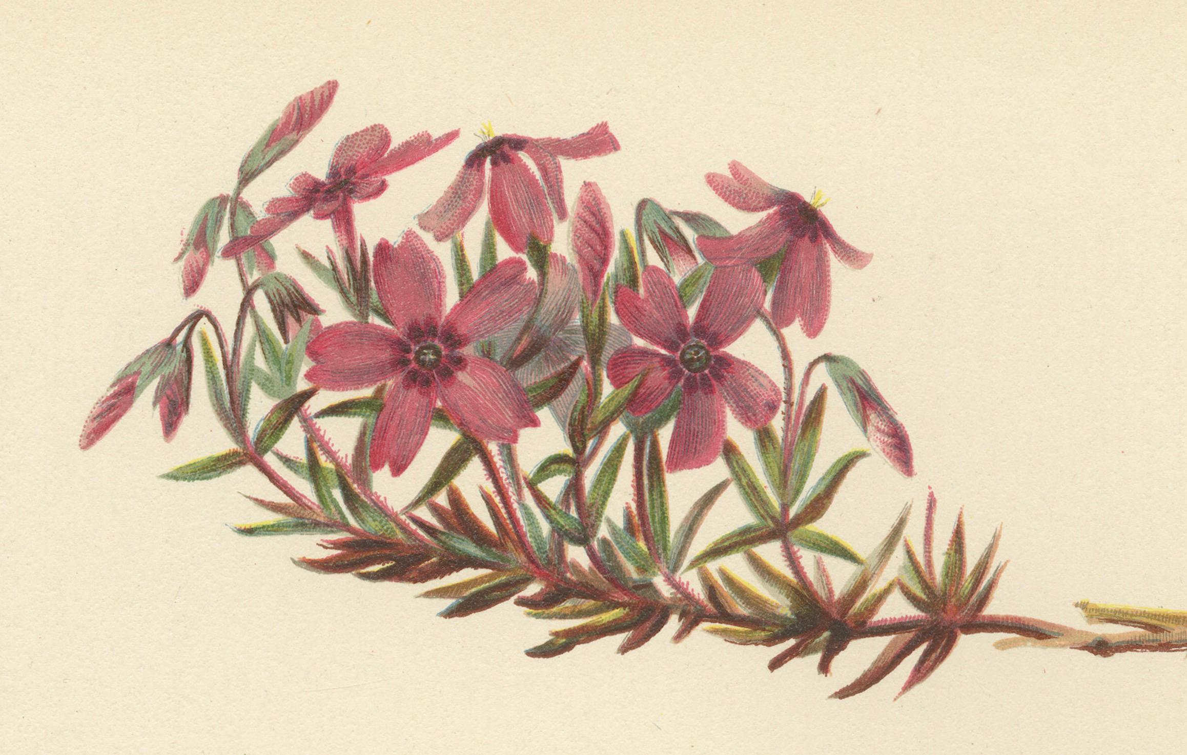 Late 19th Century Vibrant Creeping Phlox: The Cascade of Color, Published in 1879