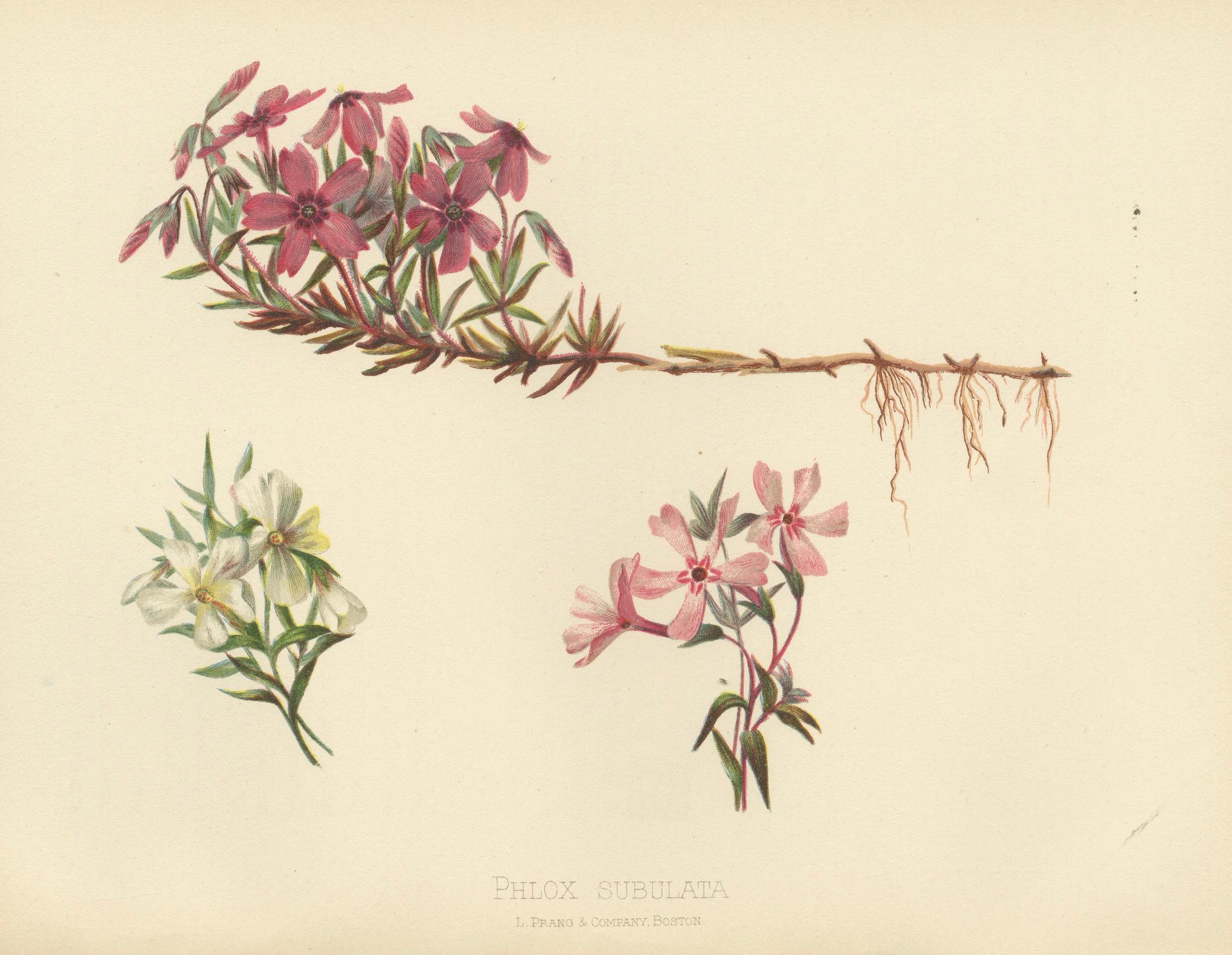 Paper Vibrant Creeping Phlox: The Cascade of Color, Published in 1879