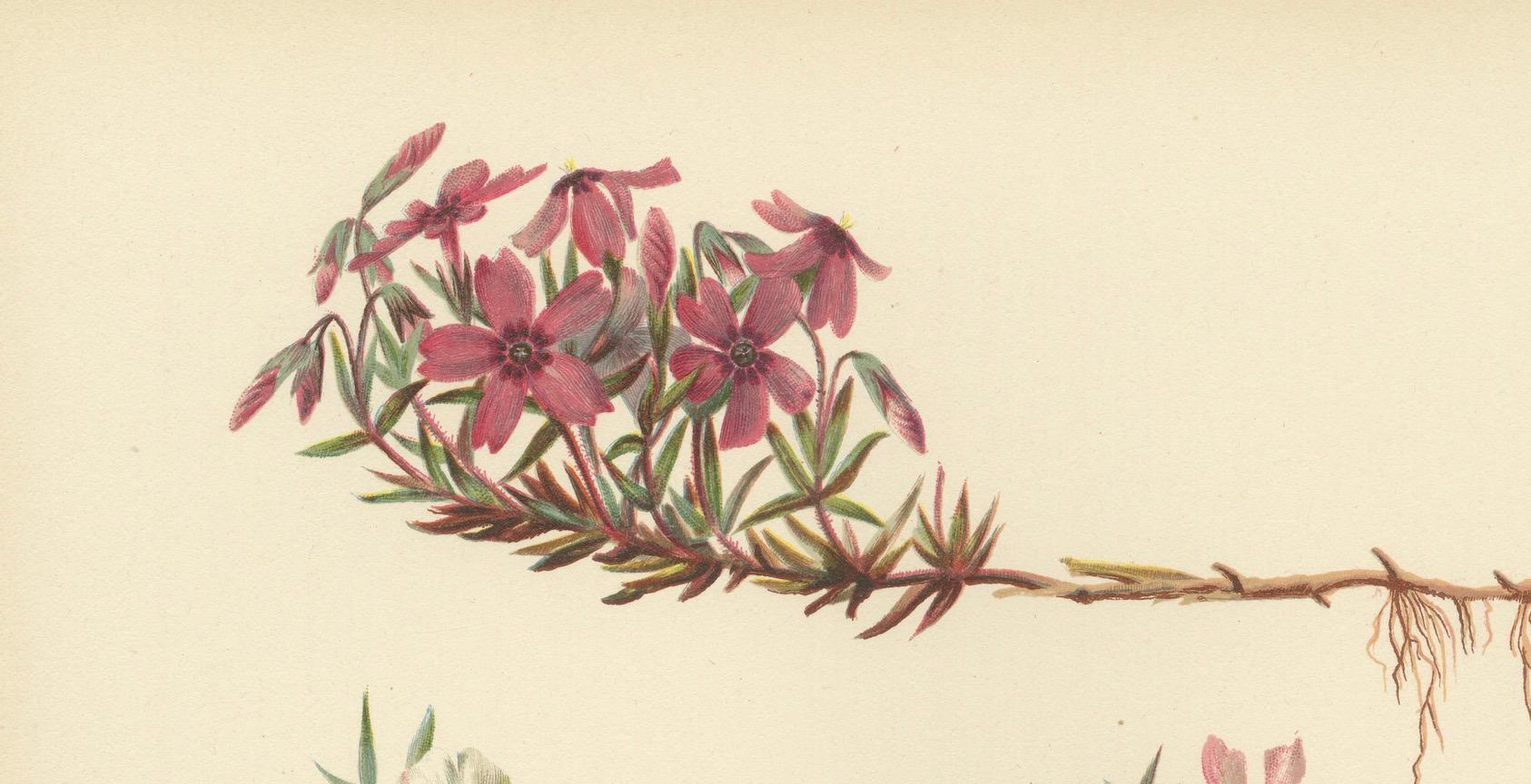 Vibrant Creeping Phlox: The Cascade of Color, Published in 1879 1
