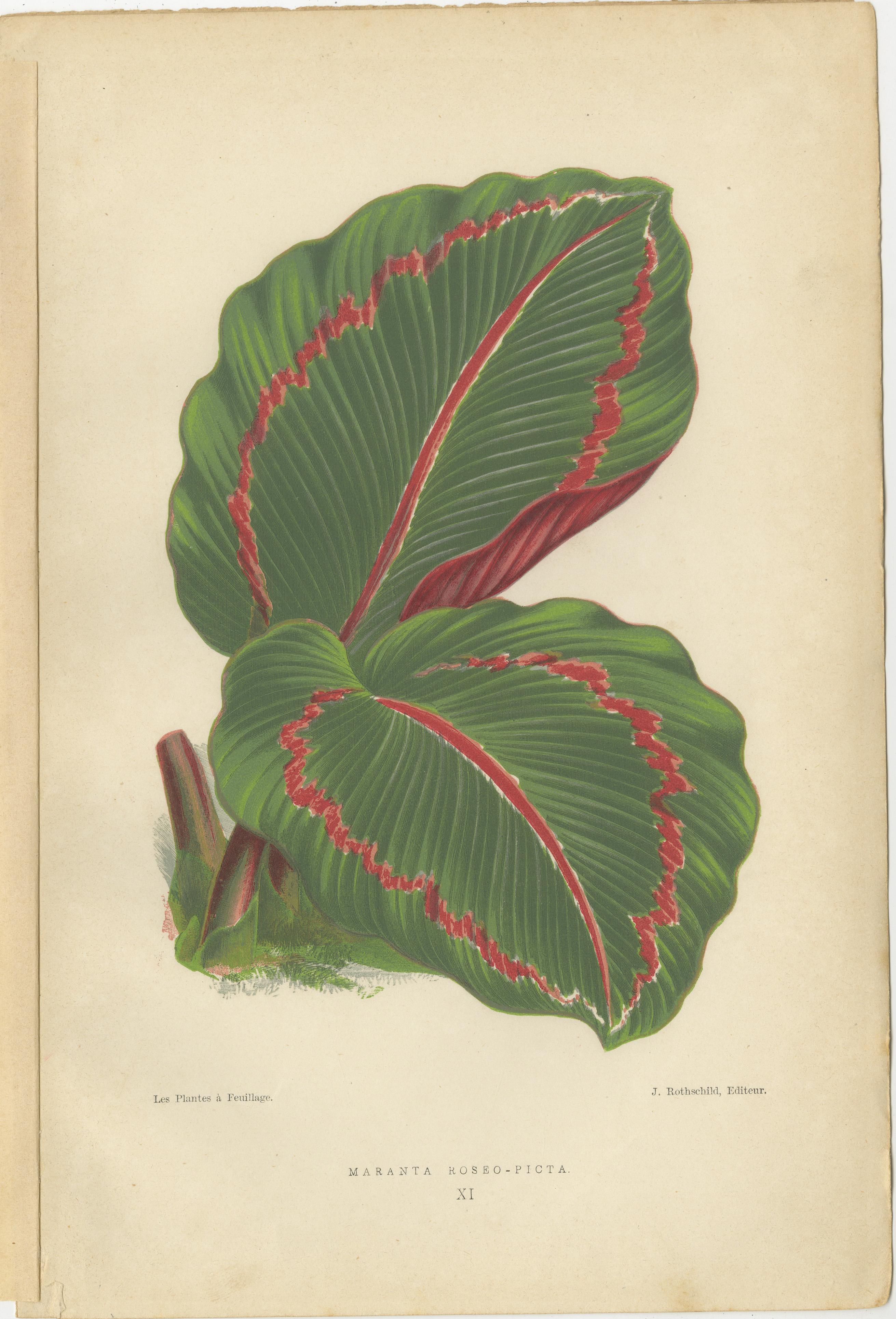 Vibrant Elegance: Botanical Illustrations of Foliage from 1880 Paris In Good Condition For Sale In Langweer, NL