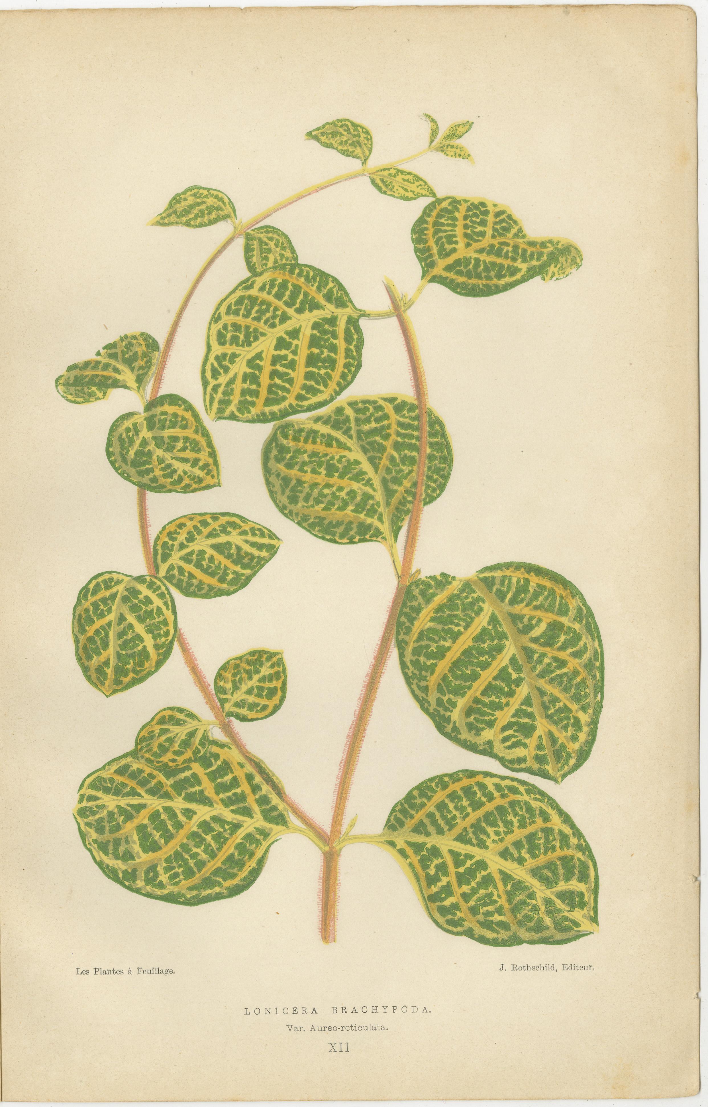 Late 19th Century Vibrant Elegance: Botanical Illustrations of Foliage from 1880 Paris For Sale