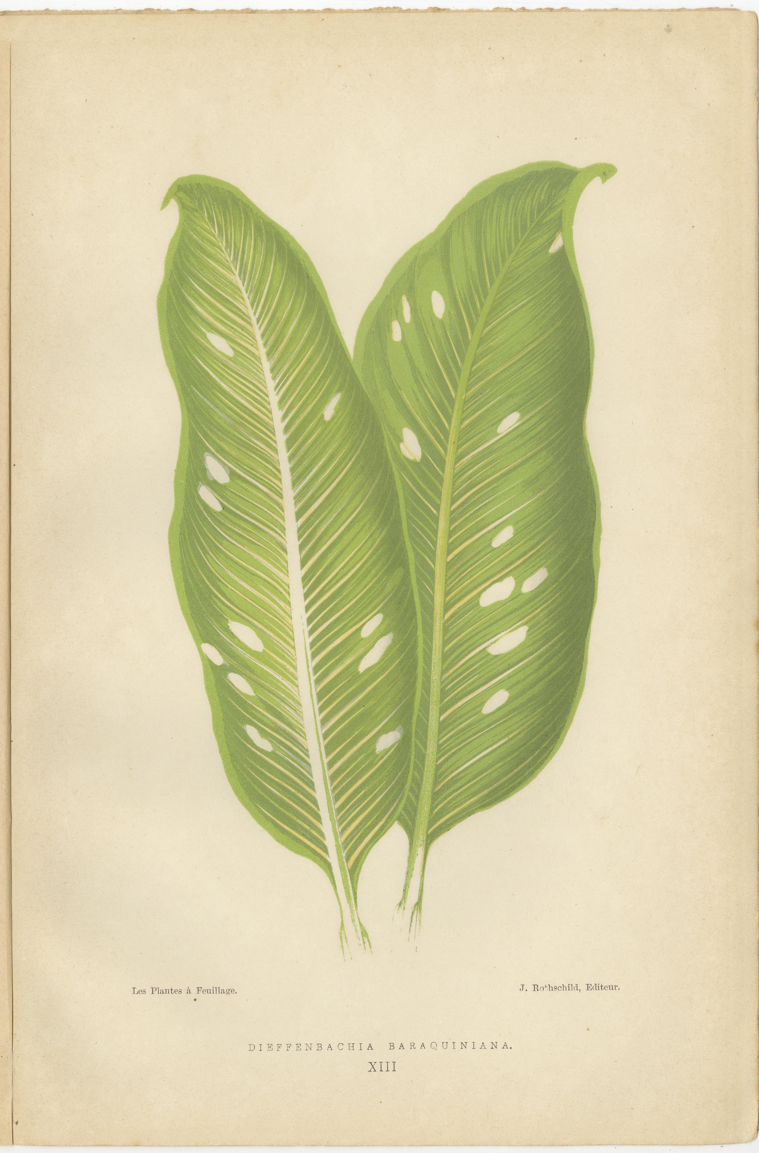 Paper Vibrant Elegance: Botanical Illustrations of Foliage from 1880 Paris For Sale