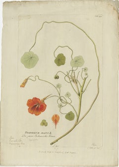 Gravure indienne vibrante - Icones Plantarum Medicinalium, 1788