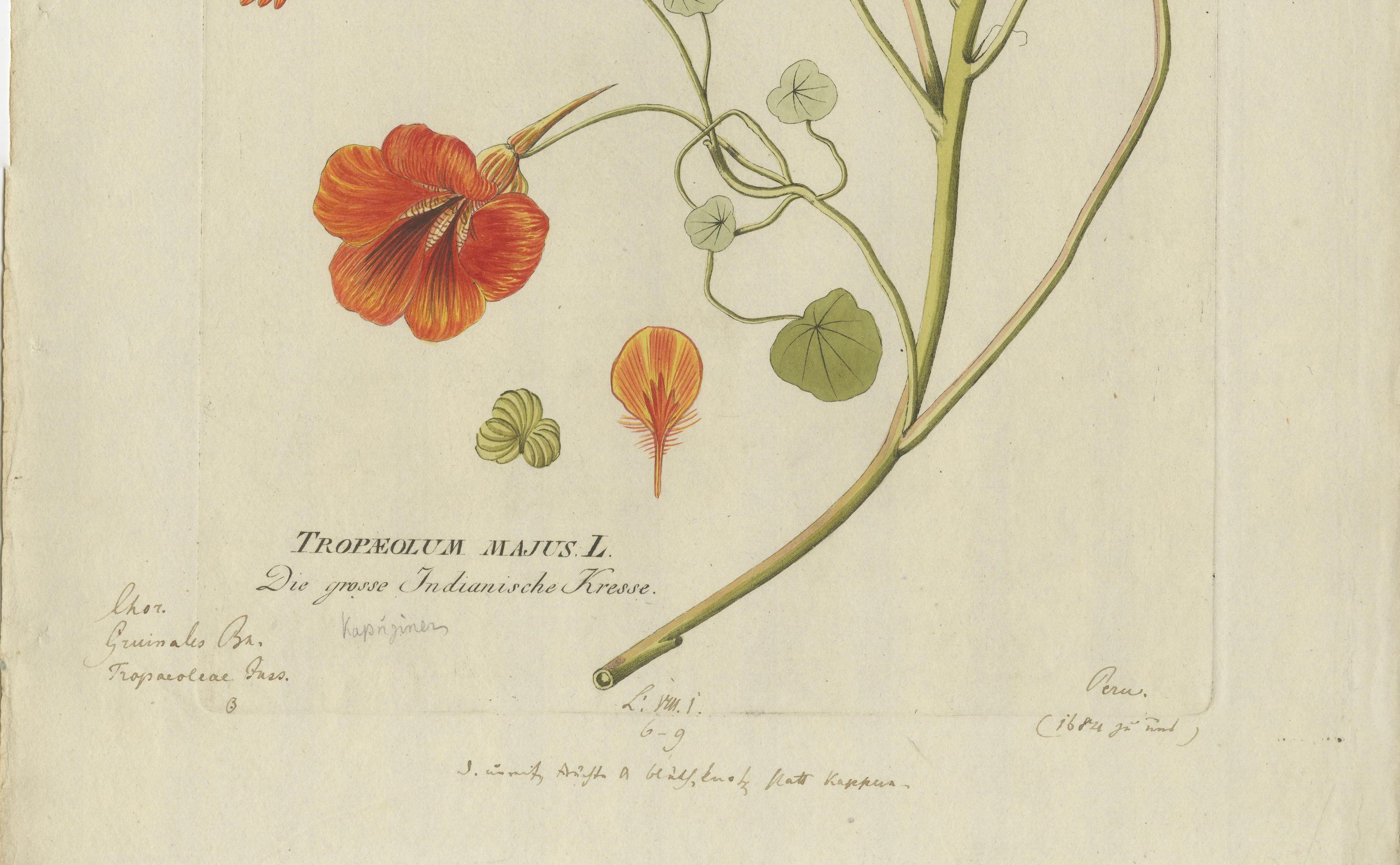 Engraved Vibrant Indian Cress Engraving - Icones Plantarum Medicinalium, 1788 For Sale