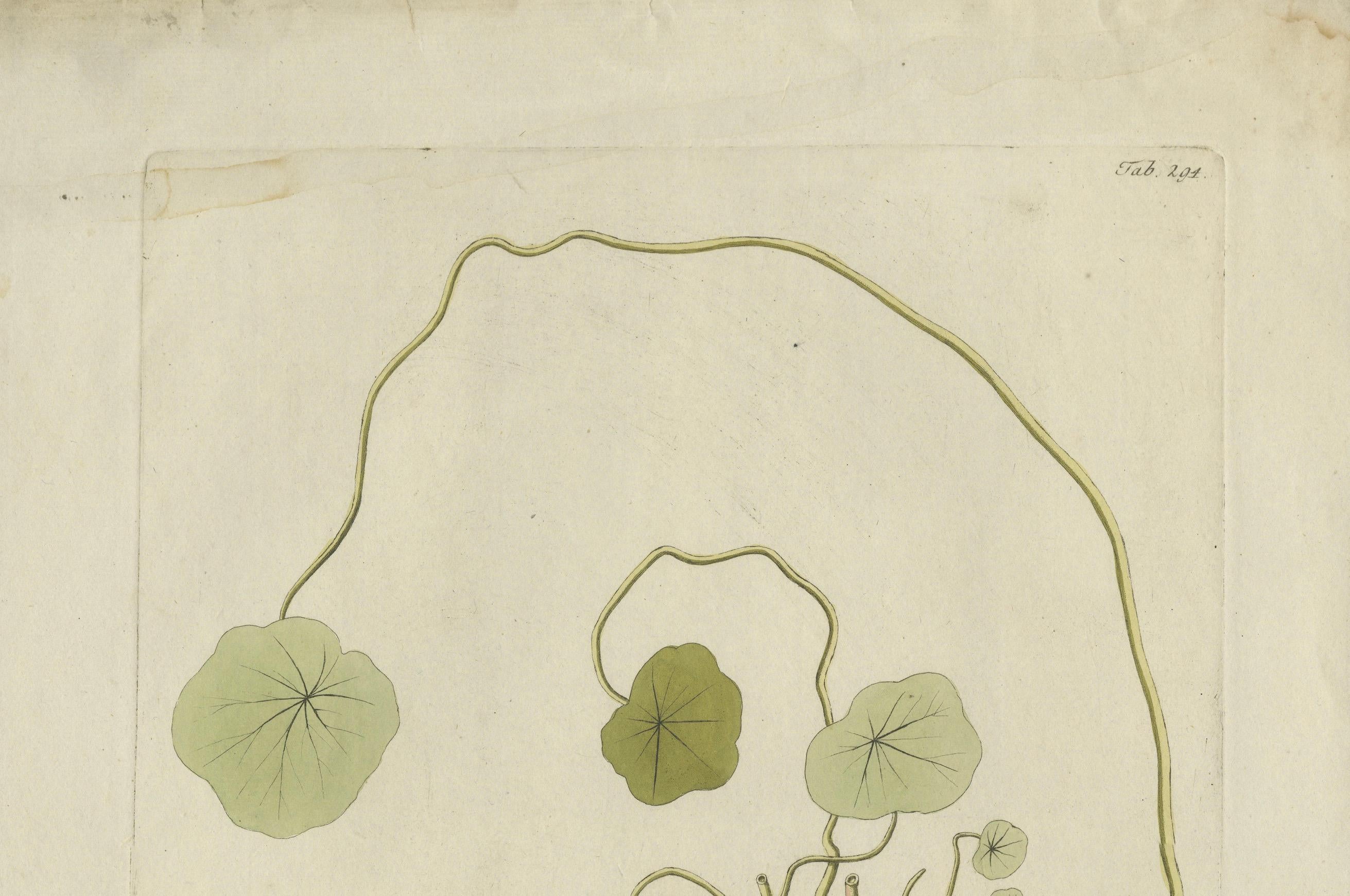 Vibrant Indian Cress Engraving - Icones Plantarum Medicinalium, 1788 In Good Condition For Sale In Langweer, NL