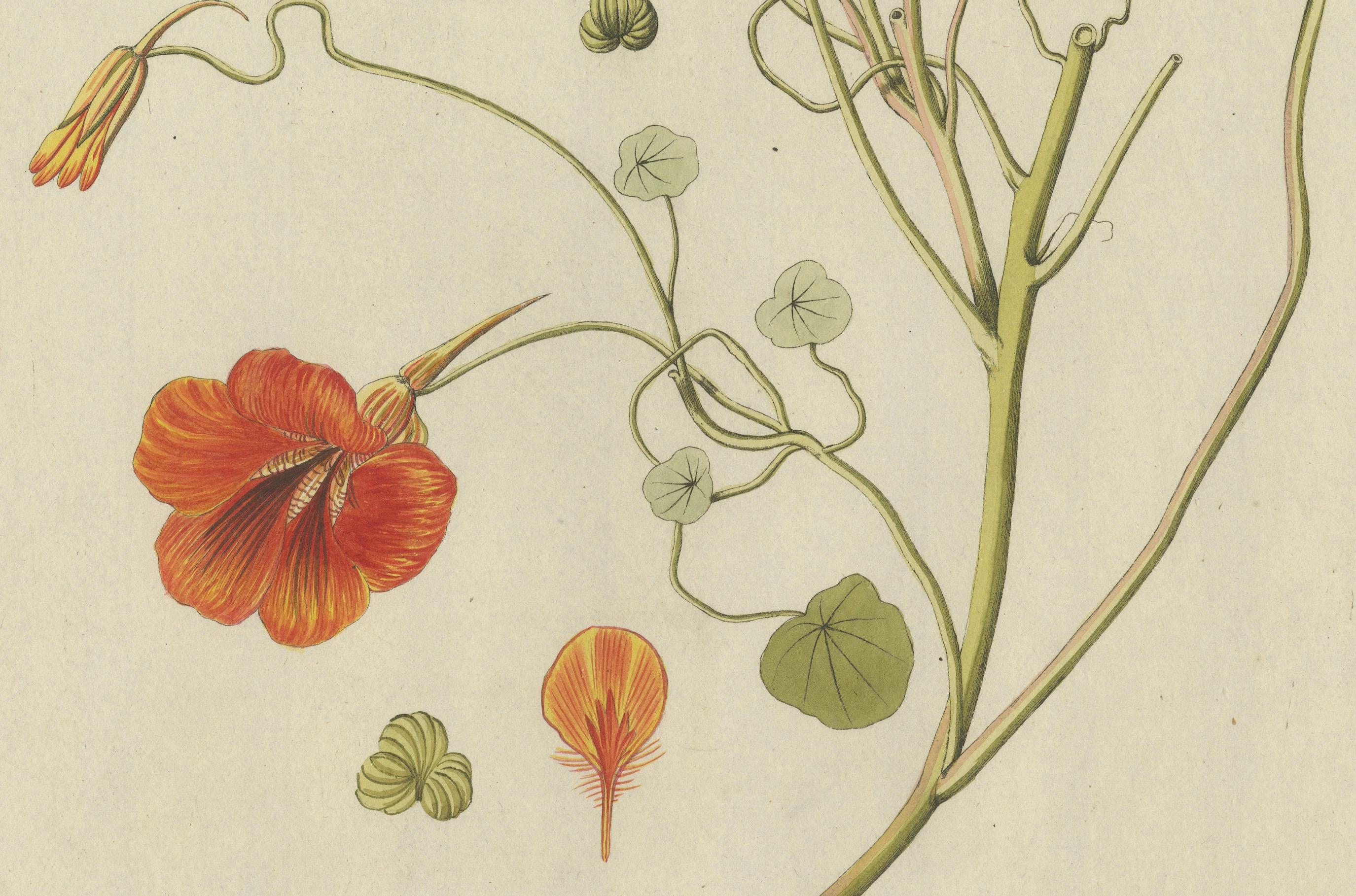 Late 18th Century Vibrant Indian Cress Engraving - Icones Plantarum Medicinalium, 1788 For Sale