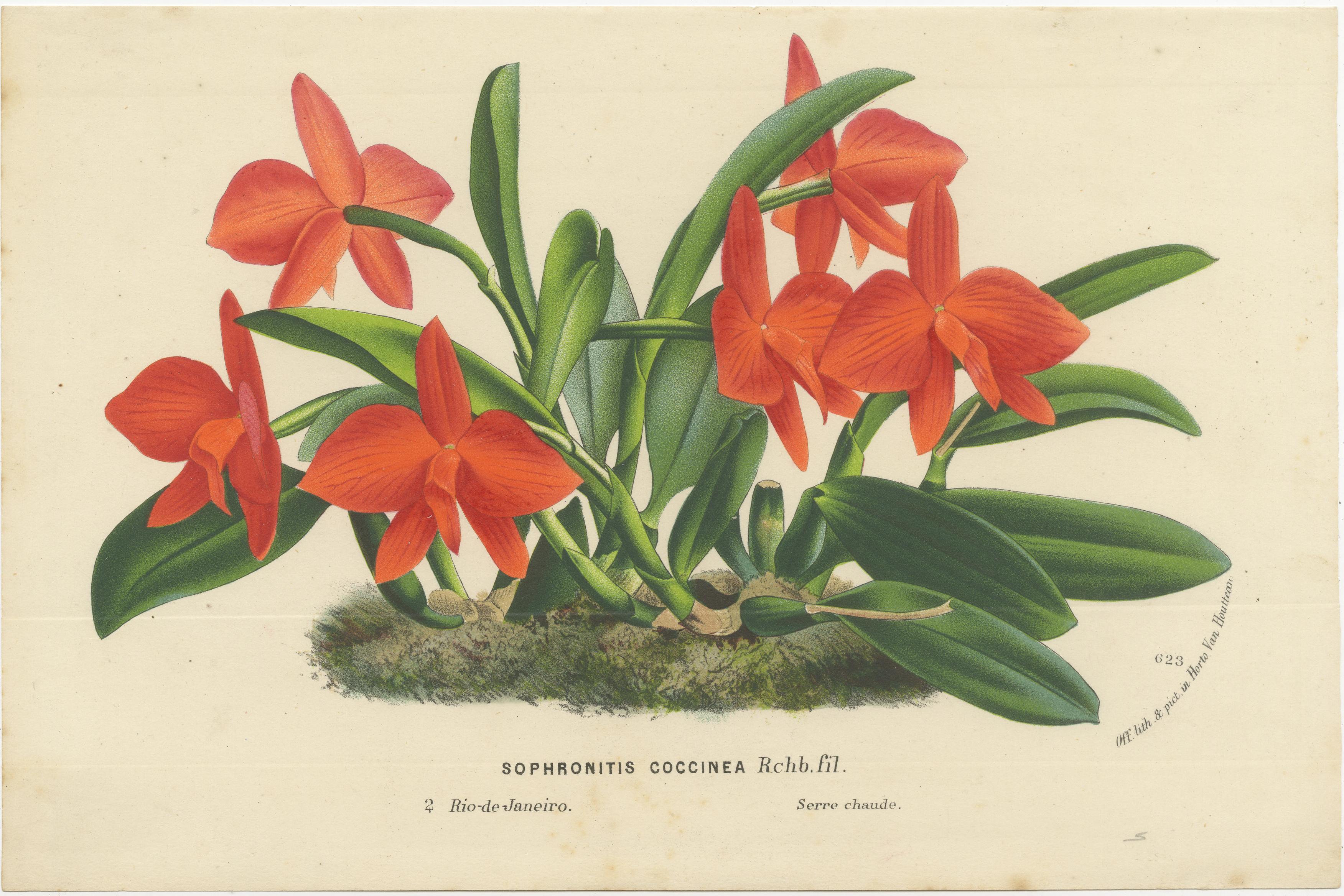 The two prints are from Louis Van Houtte's 
