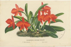 Vibrant Orchid and Clivia: A Botanical Duo from Van Houtte's Collection, c.1875
