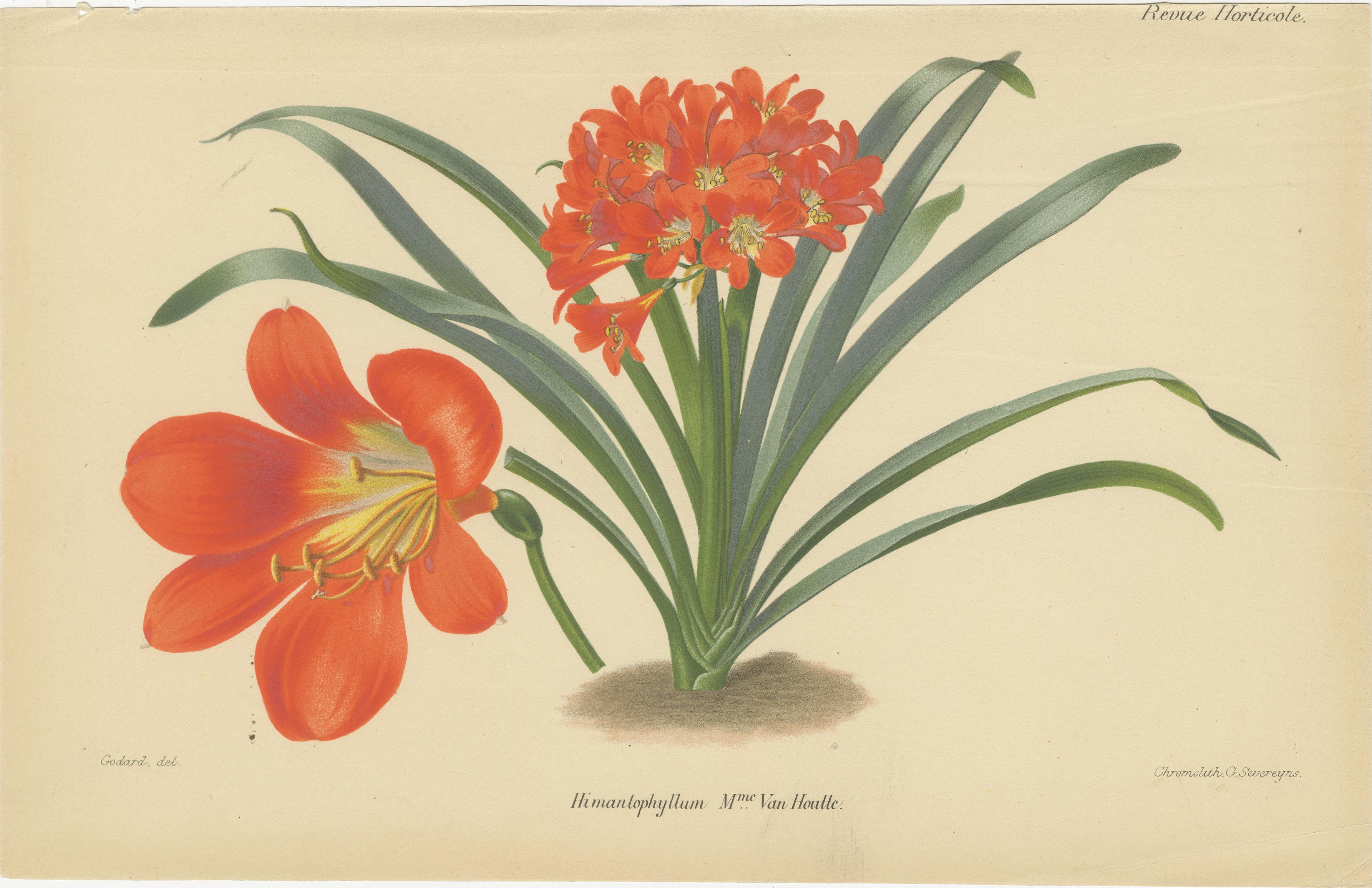 Vibrant Orchid and Clivia: A Botanical Duo from Van Houtte's Collection, c.1875 In Good Condition For Sale In Langweer, NL