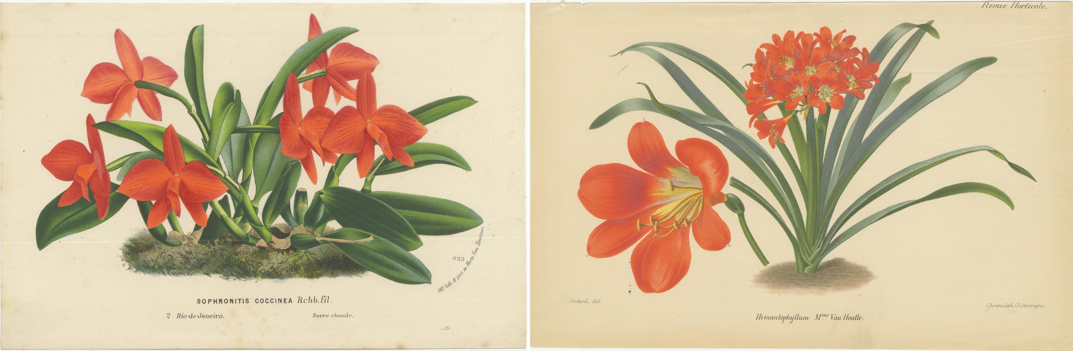 Late 19th Century Vibrant Orchid and Clivia: A Botanical Duo from Van Houtte's Collection, c.1875 For Sale