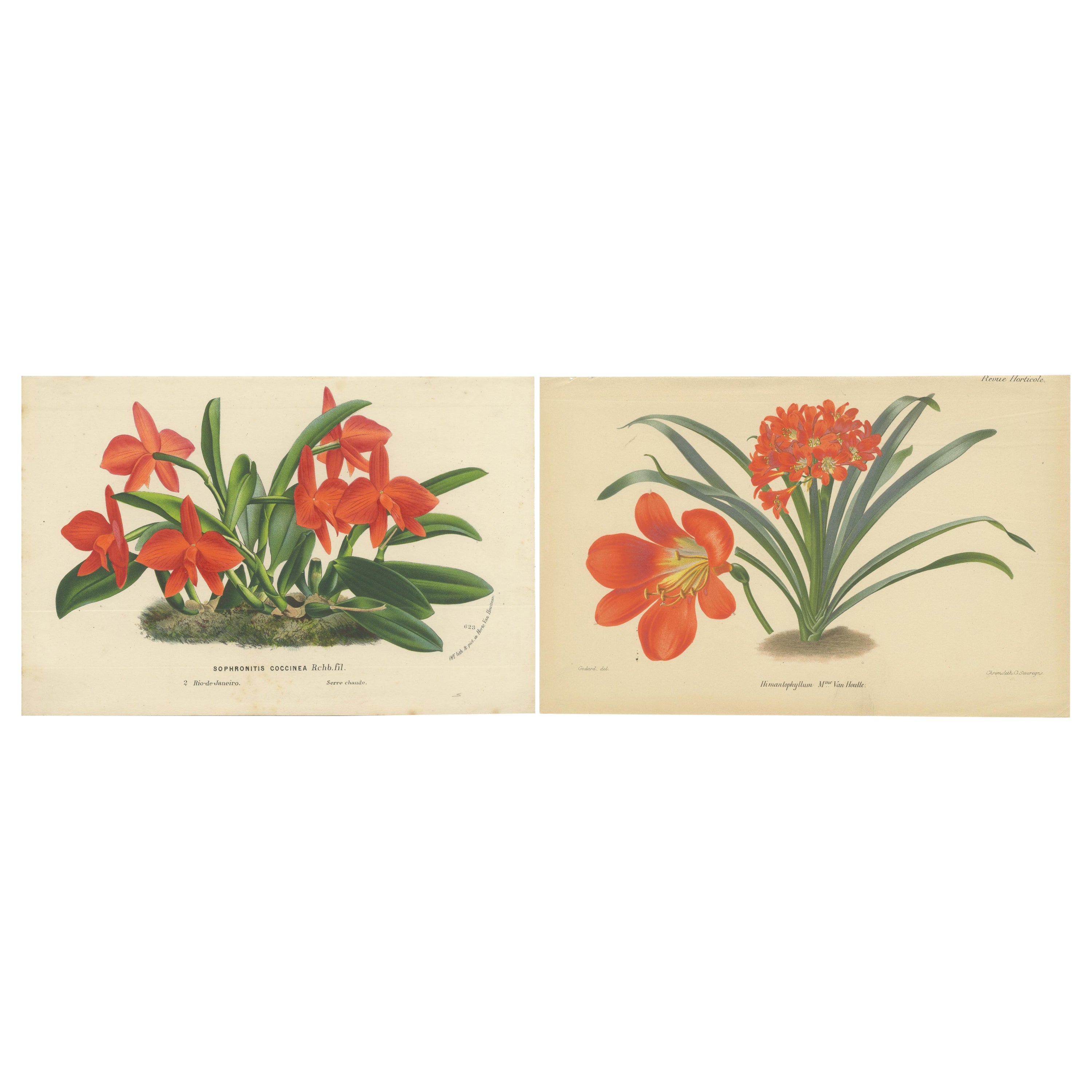 Leuchtende Orchidee und Clivia: Ein botanisches Duo aus der Kollektion von Van Houtte, um 1875